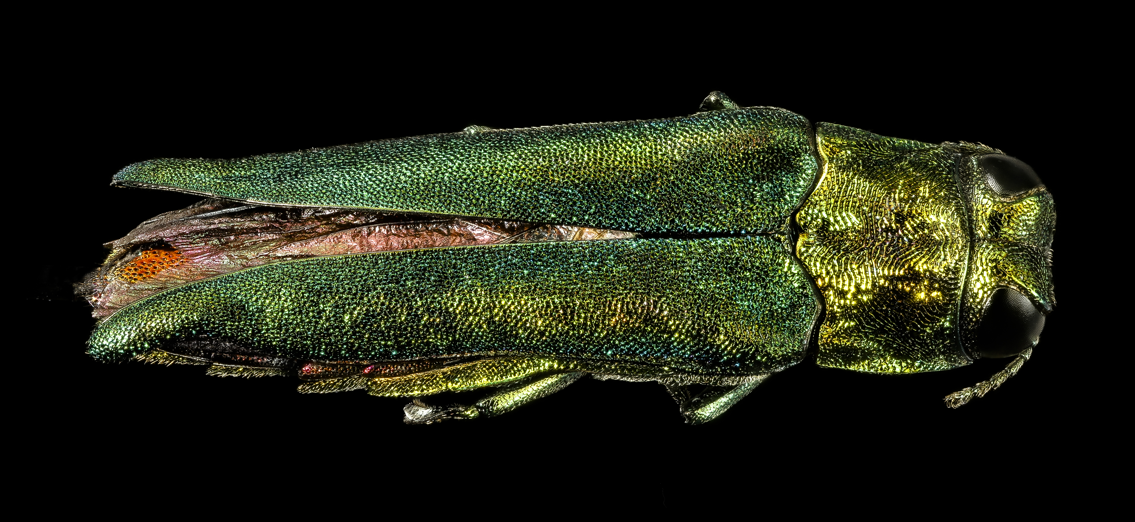 Emerald ash borer, back2, md 2016-03-03-17.07