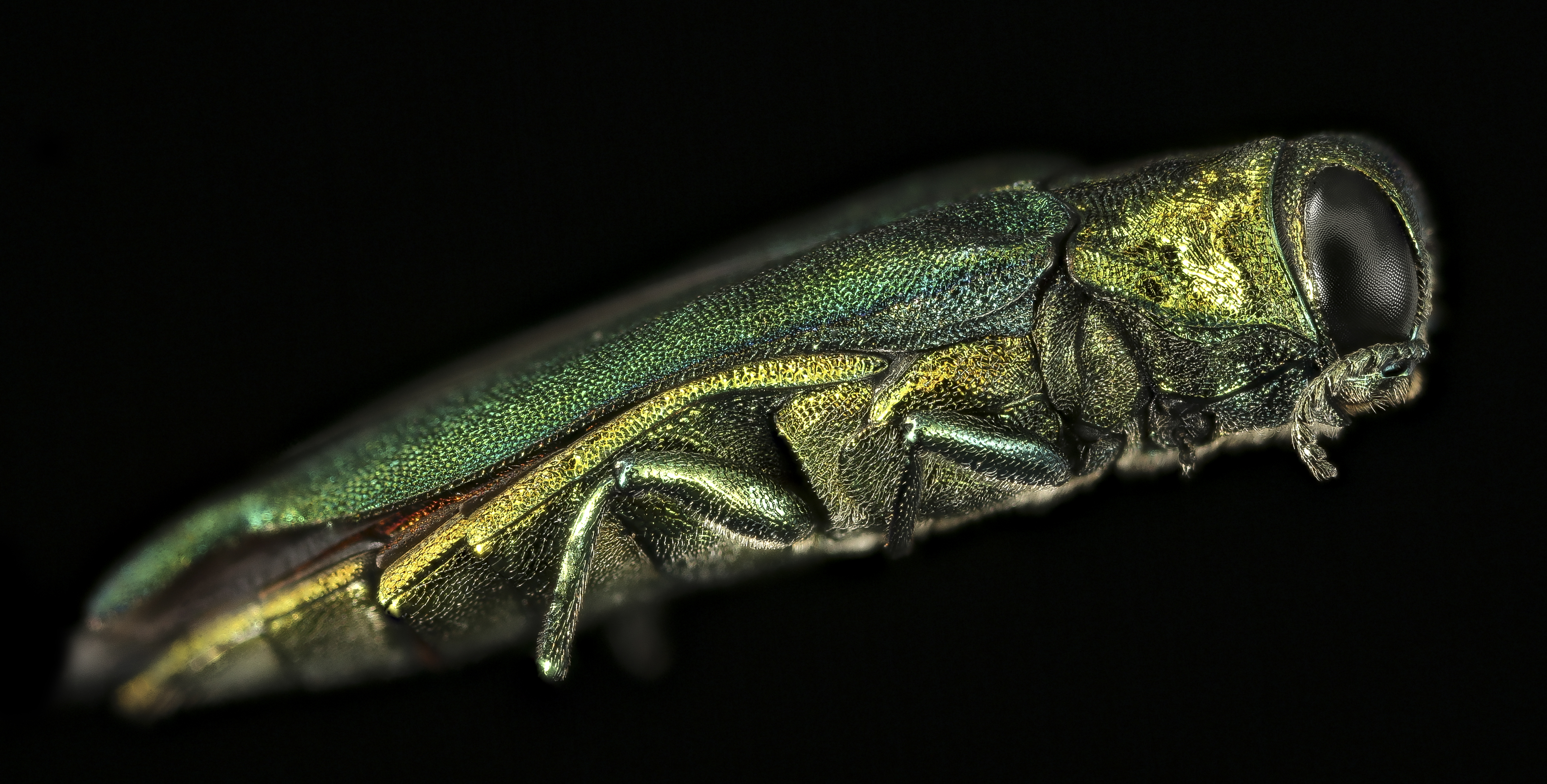 Emerald ash borer, side, md 2016-03-03-17.18