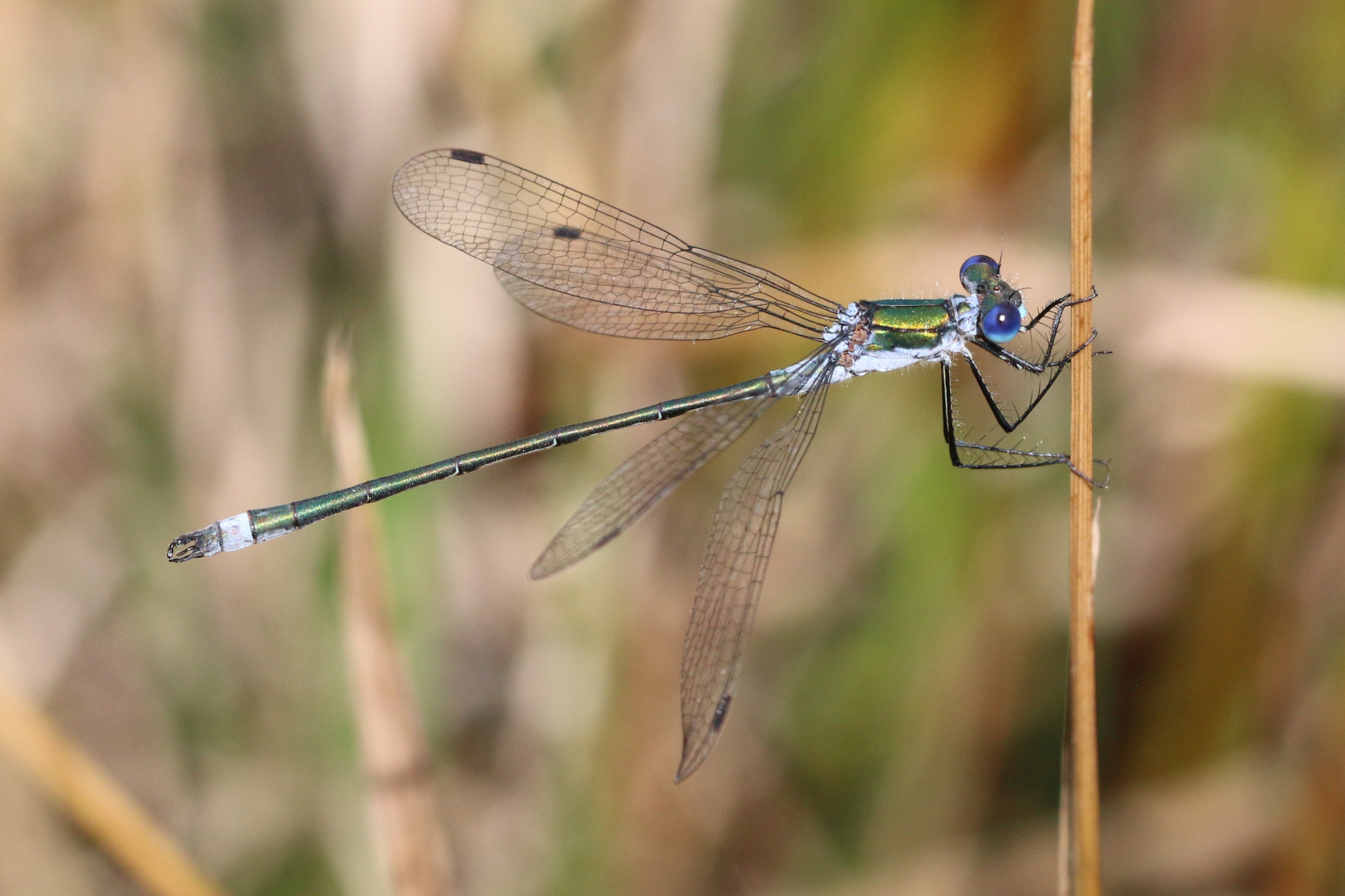 Emerald damselfly (Lestes sponsa) adult male