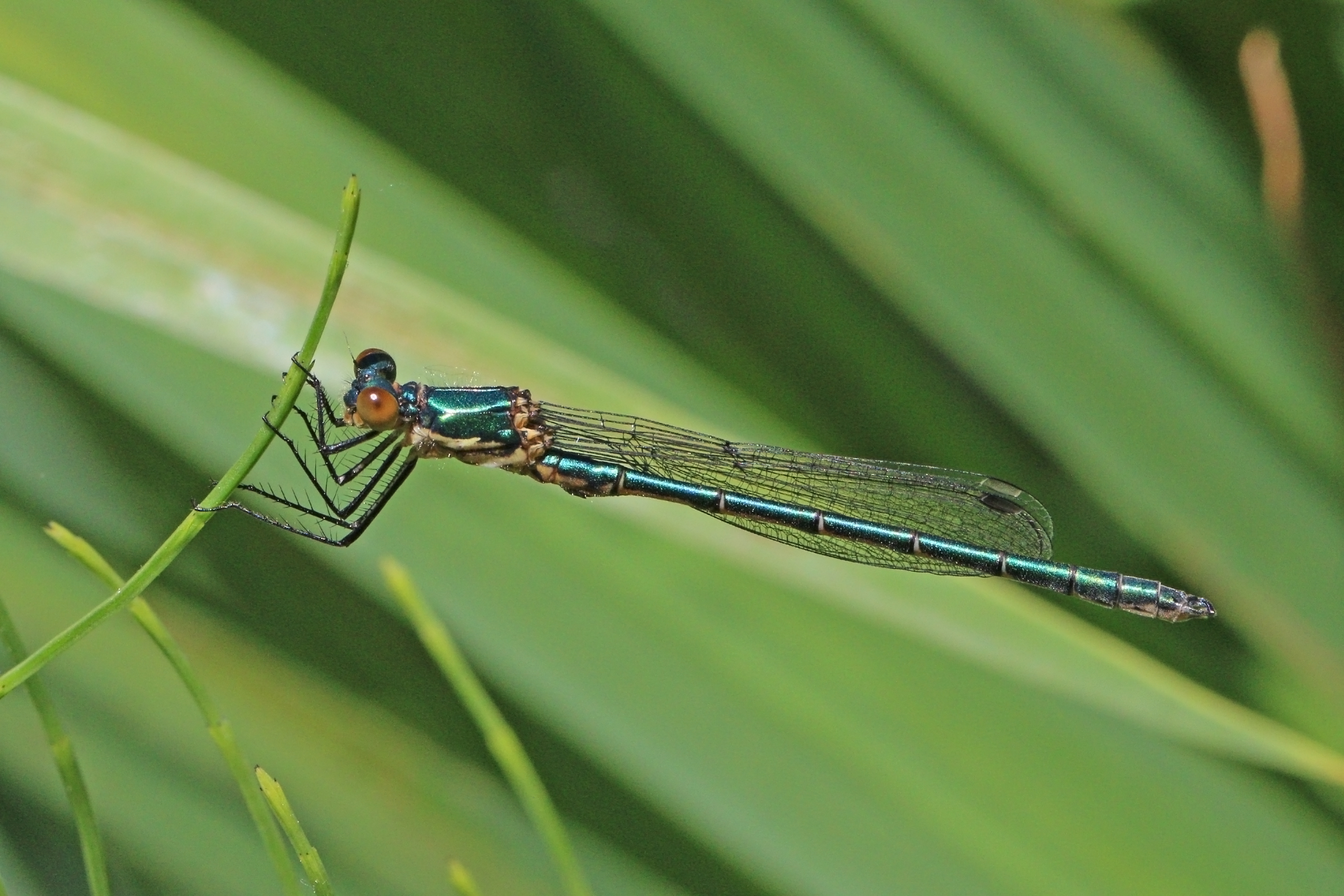 Emerald damselfly (Lestes sponsa) immature male Estonia