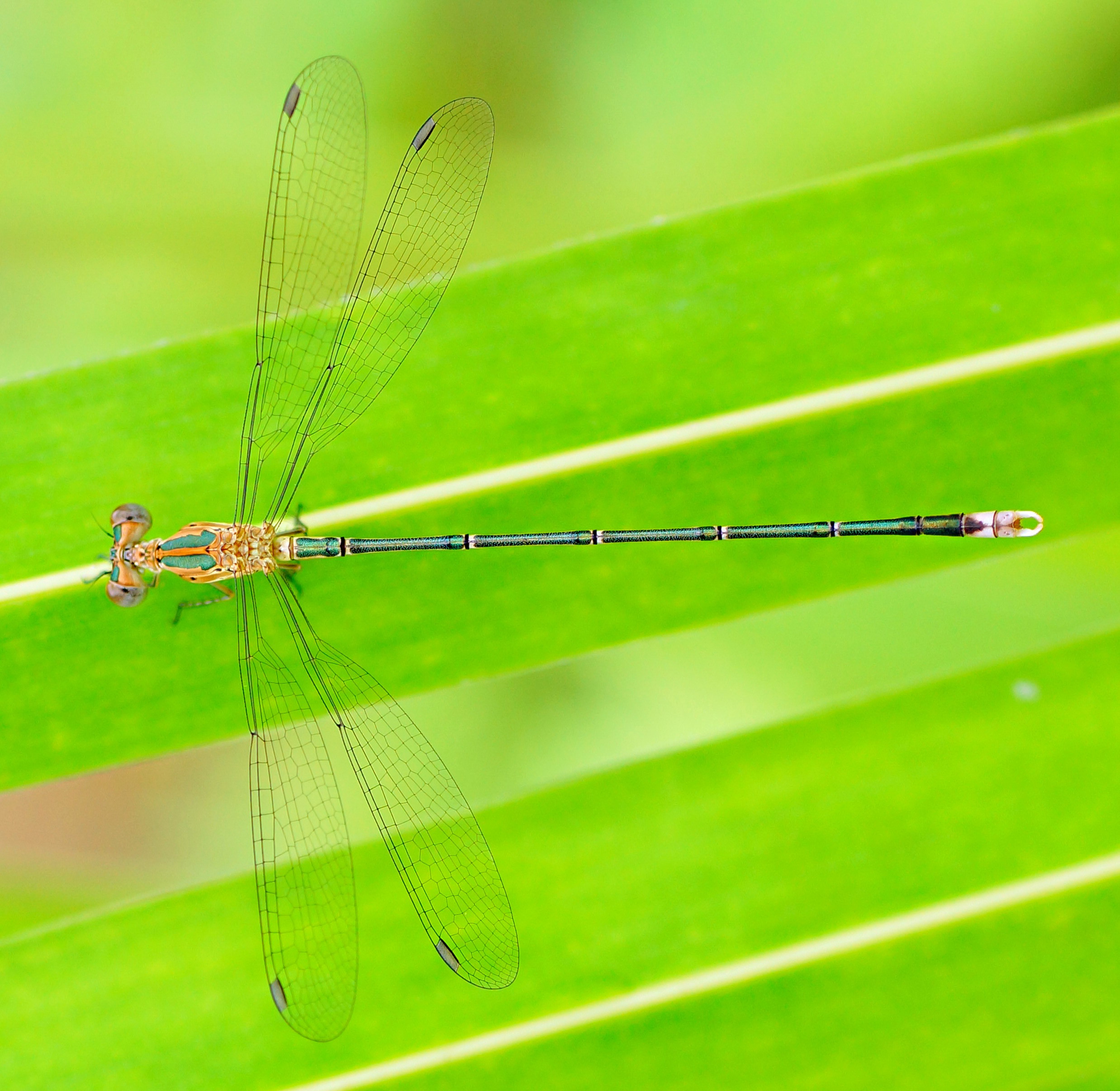 Emerald Spreadwing 06771
