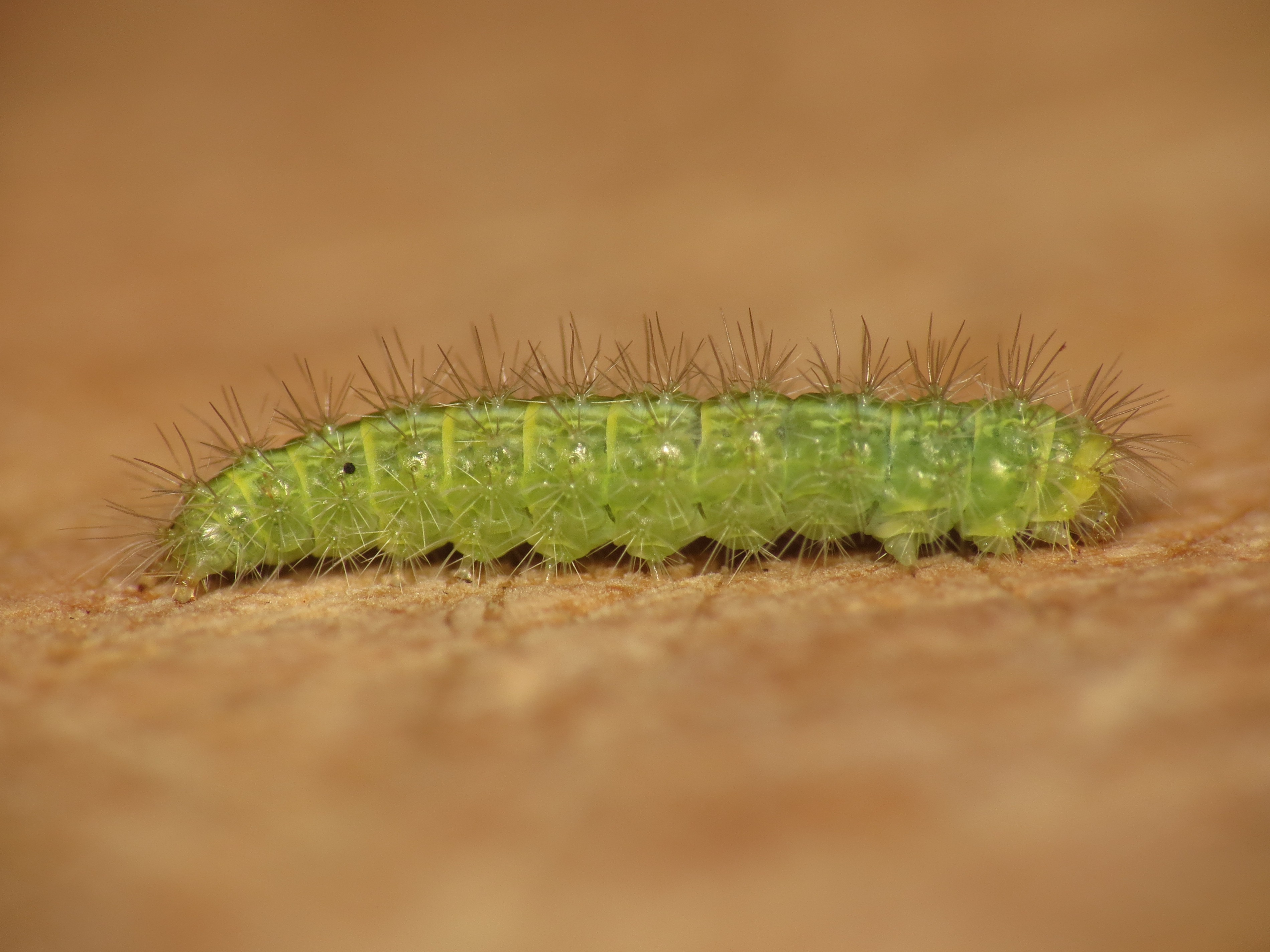 Emmelina monodactyla (9128682336)