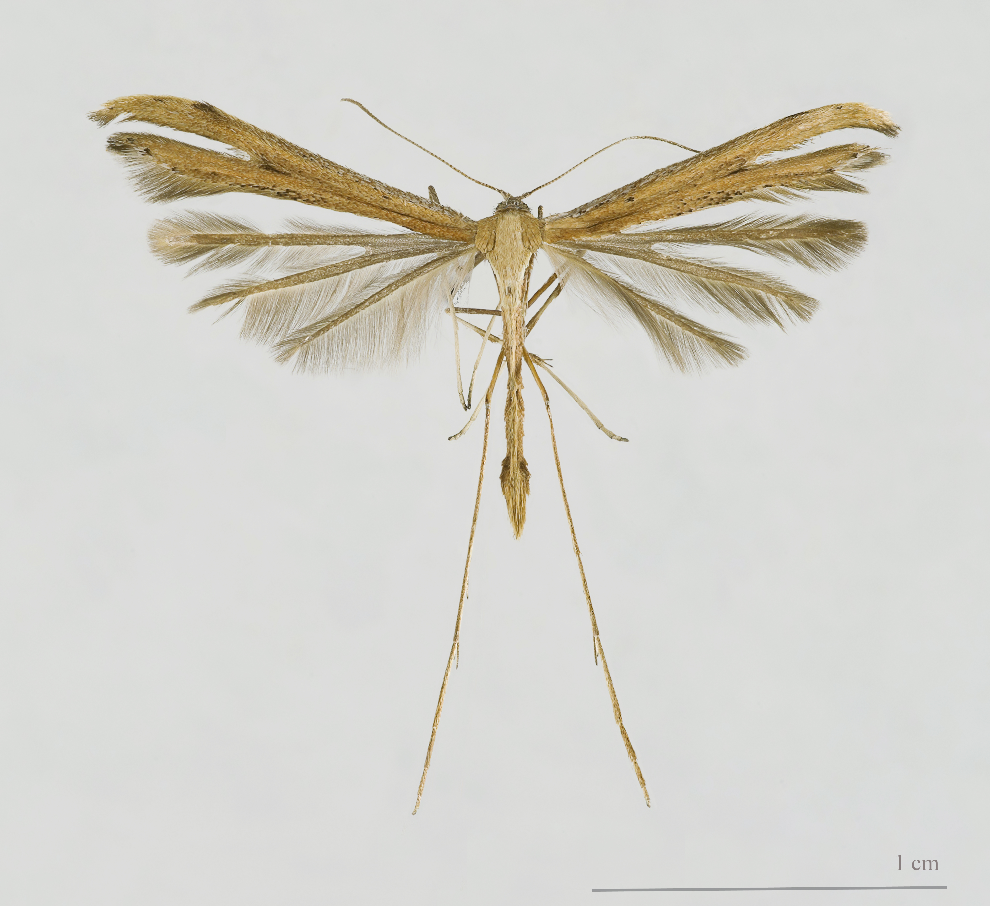 Emmelina monodactyla MHNT