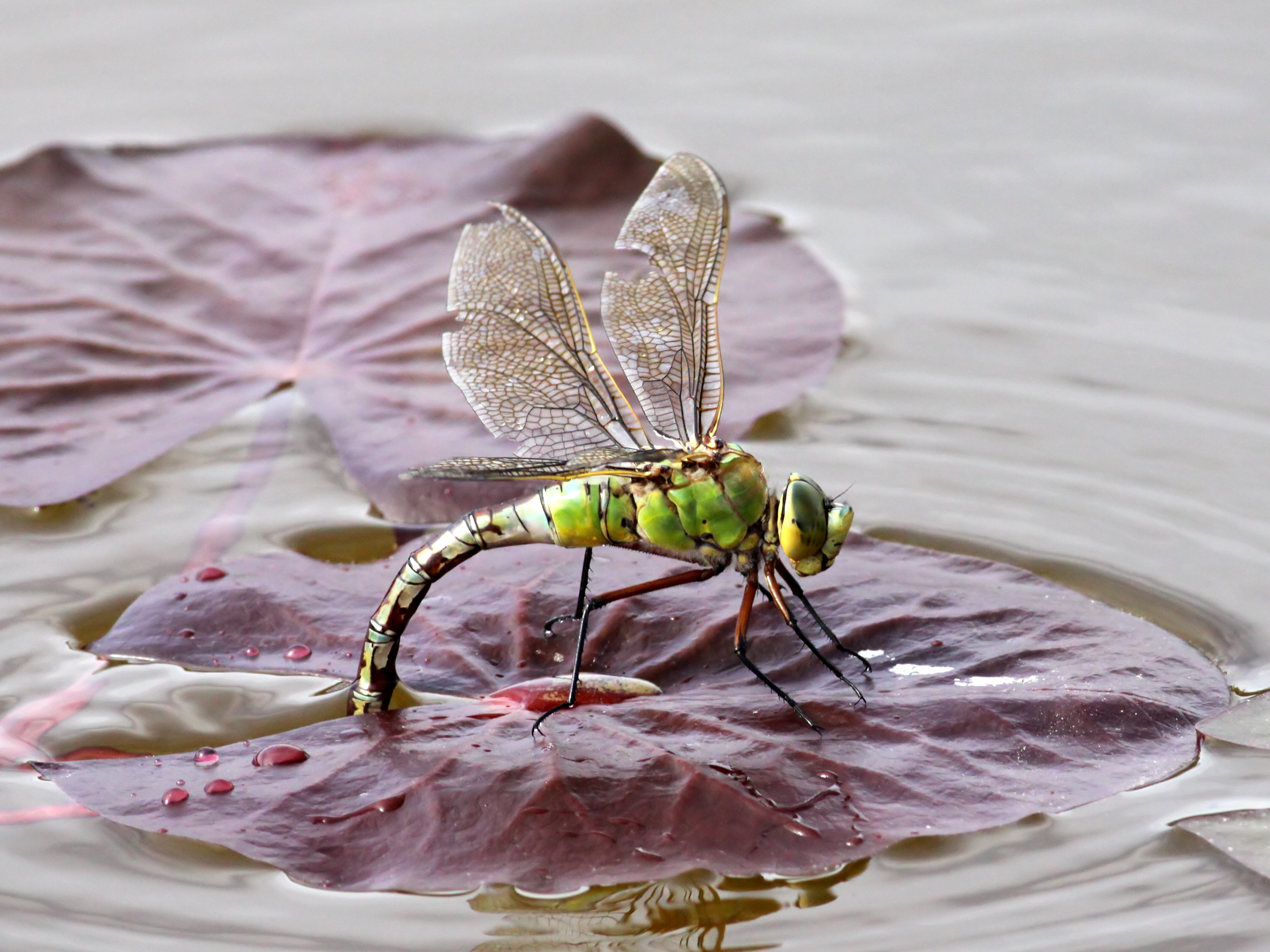Emperor-Dragonfly-(5)