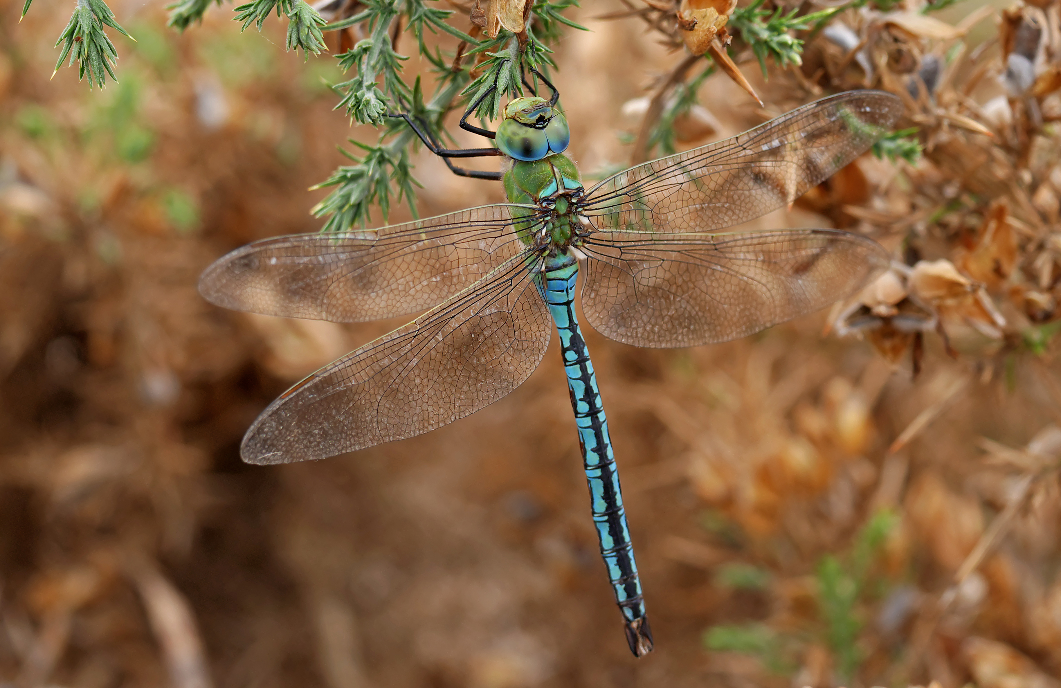 Emperor dragonfly (Anax imperator), Le Courégant, Brittany, France (19651212169)