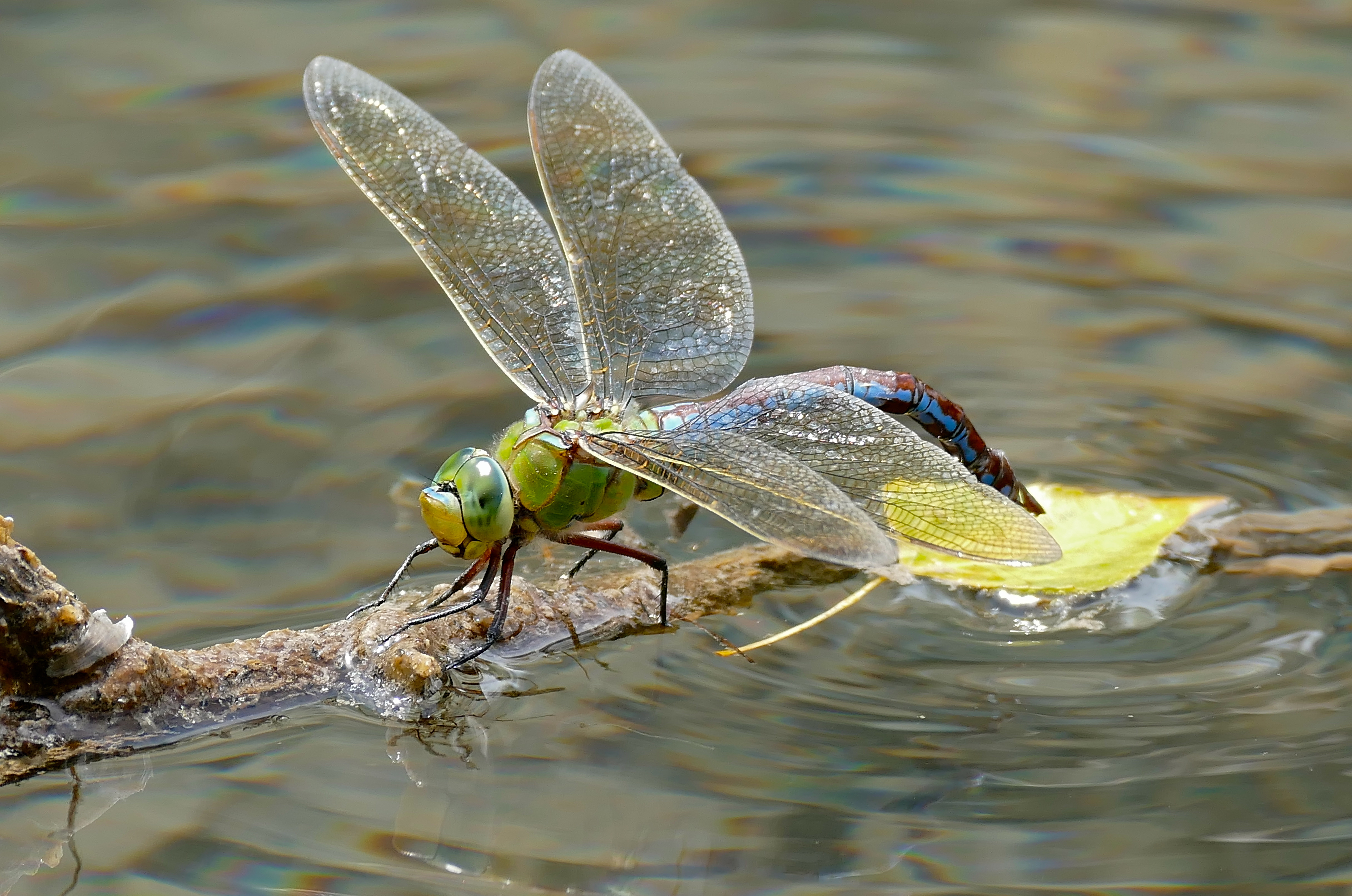 Emperor Dragonfly (Anax imperator) female laying eggs ... (34823762124)