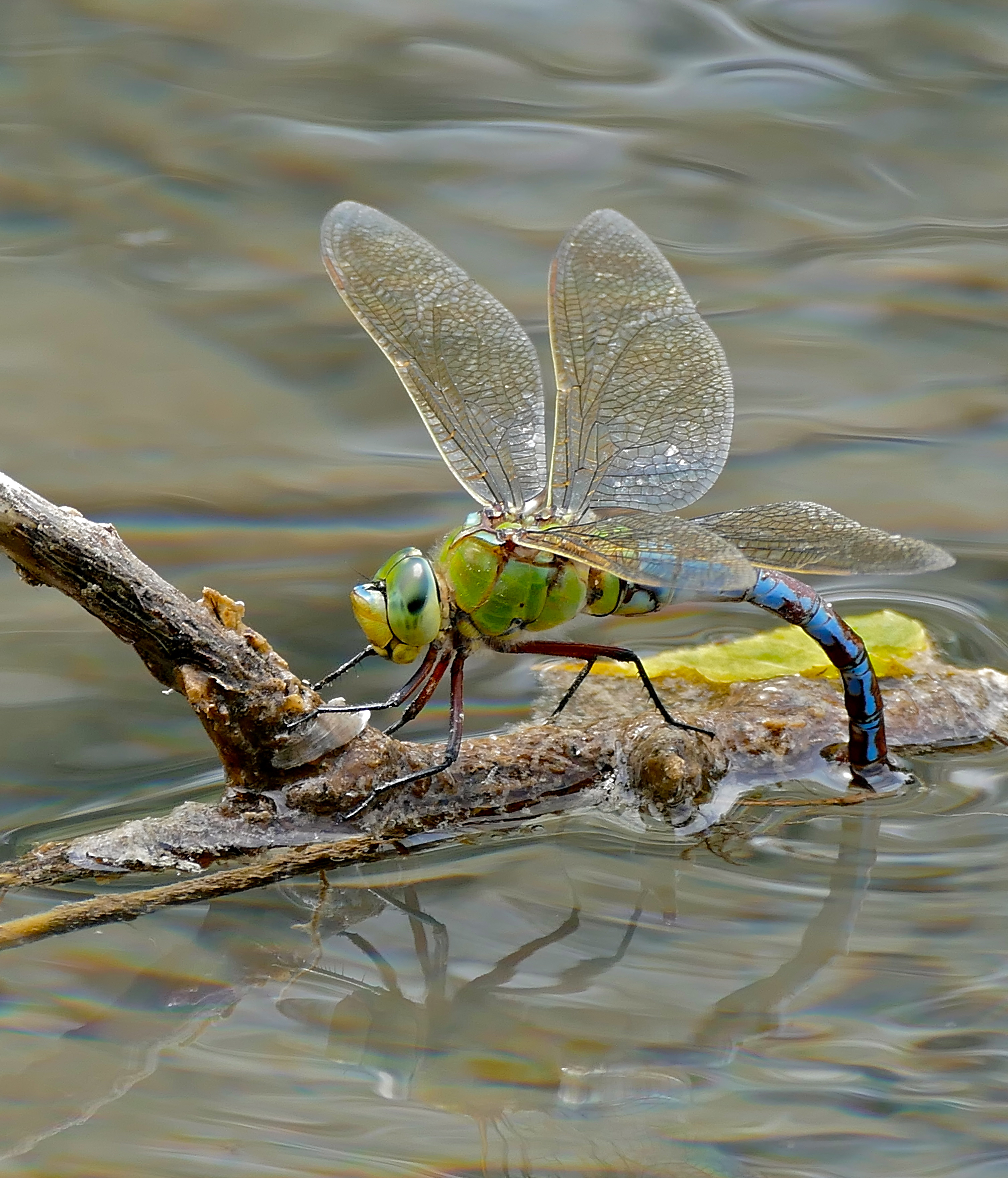 Emperor Dragonfly (Anax imperator) female laying eggs ... (34855419253)