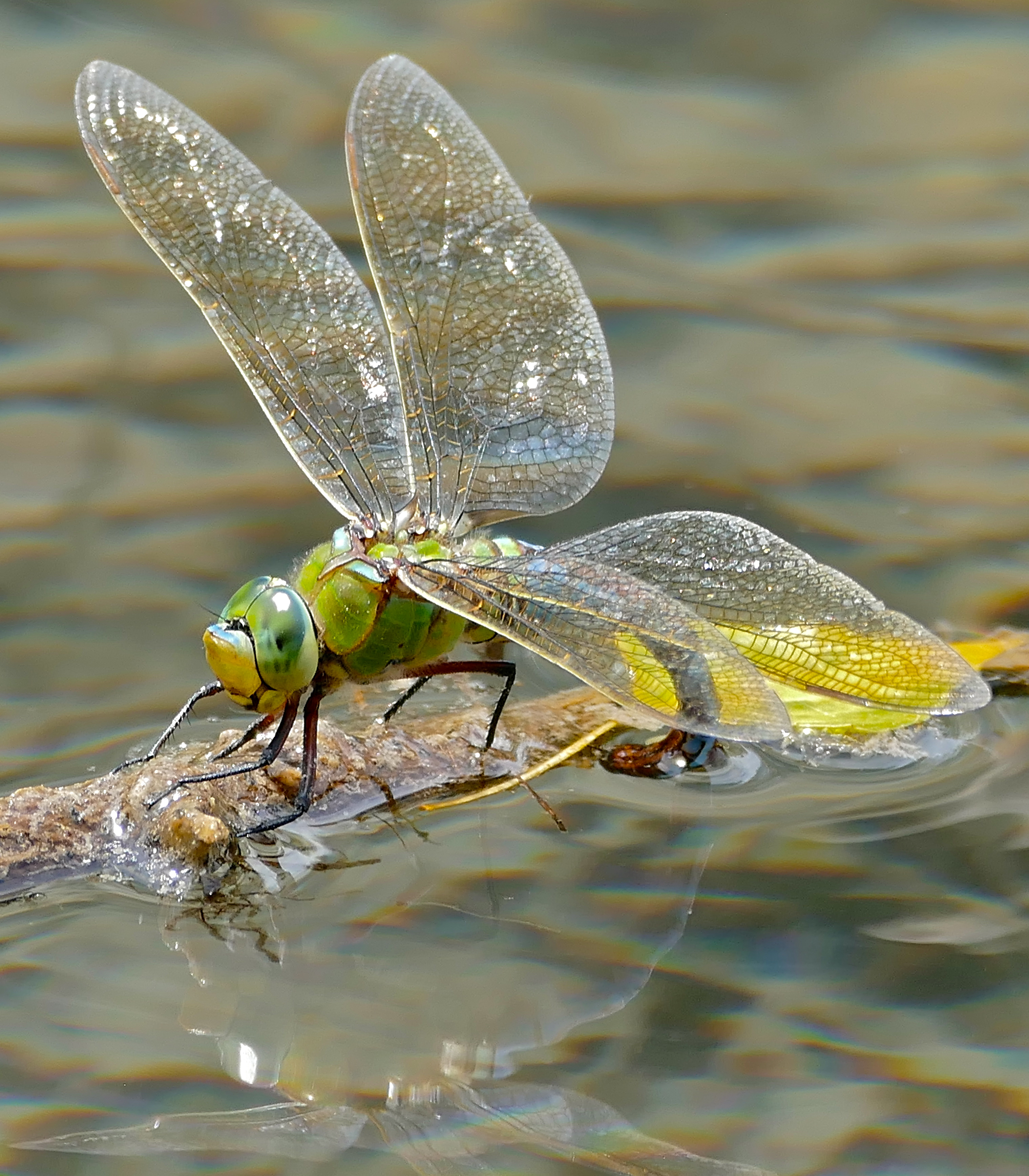 Emperor Dragonfly (Anax imperator) female laying eggs ... (35534173191)