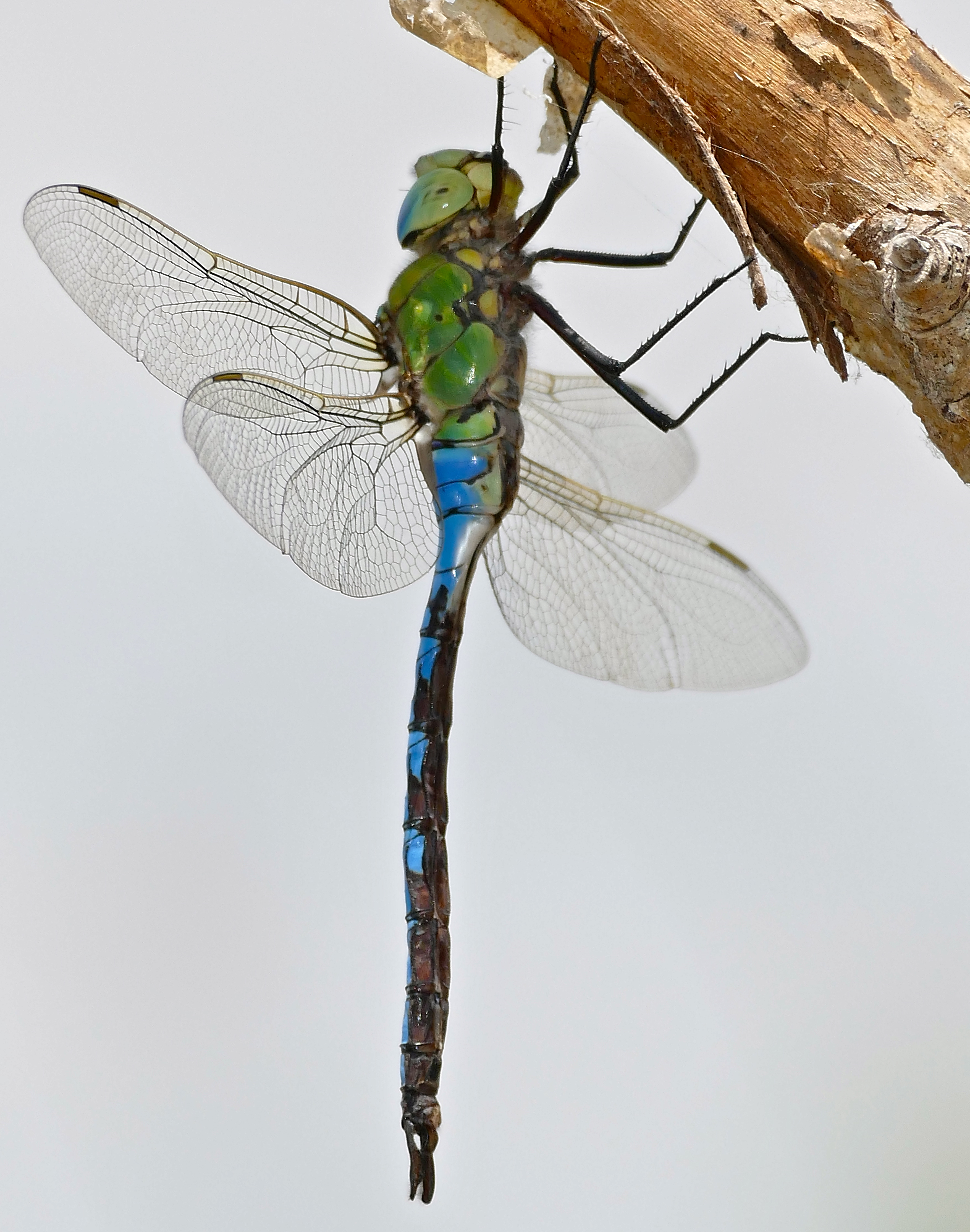 Emperor Dragonfly (Anax imperator) male resting ... (35277106300)