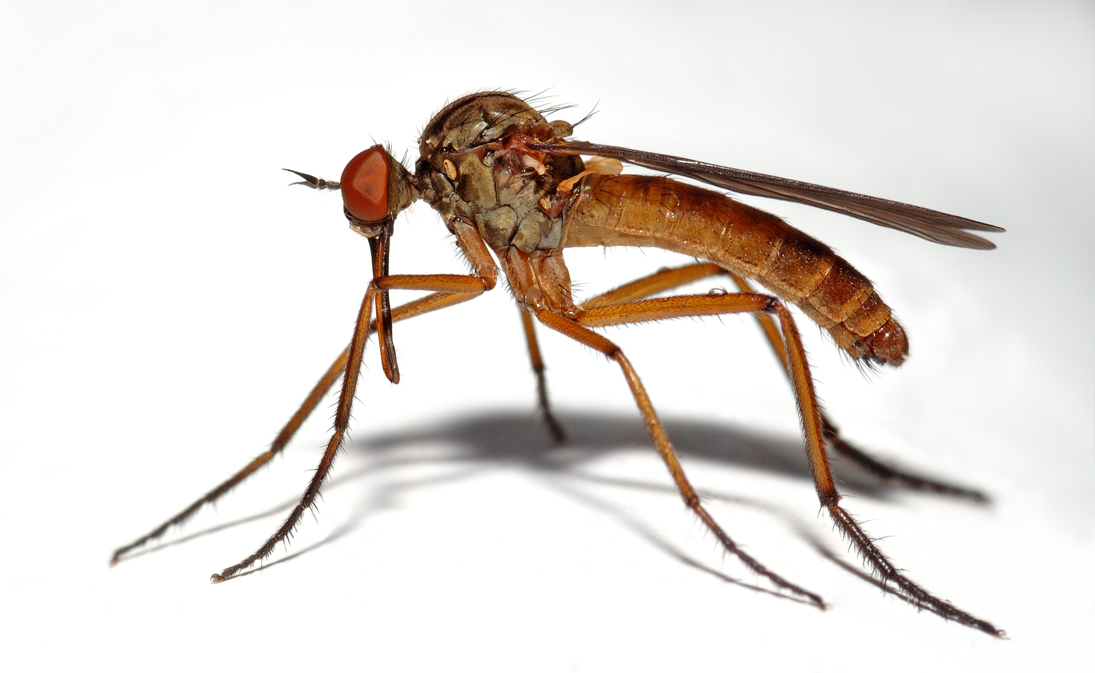 Empis livida (aka)