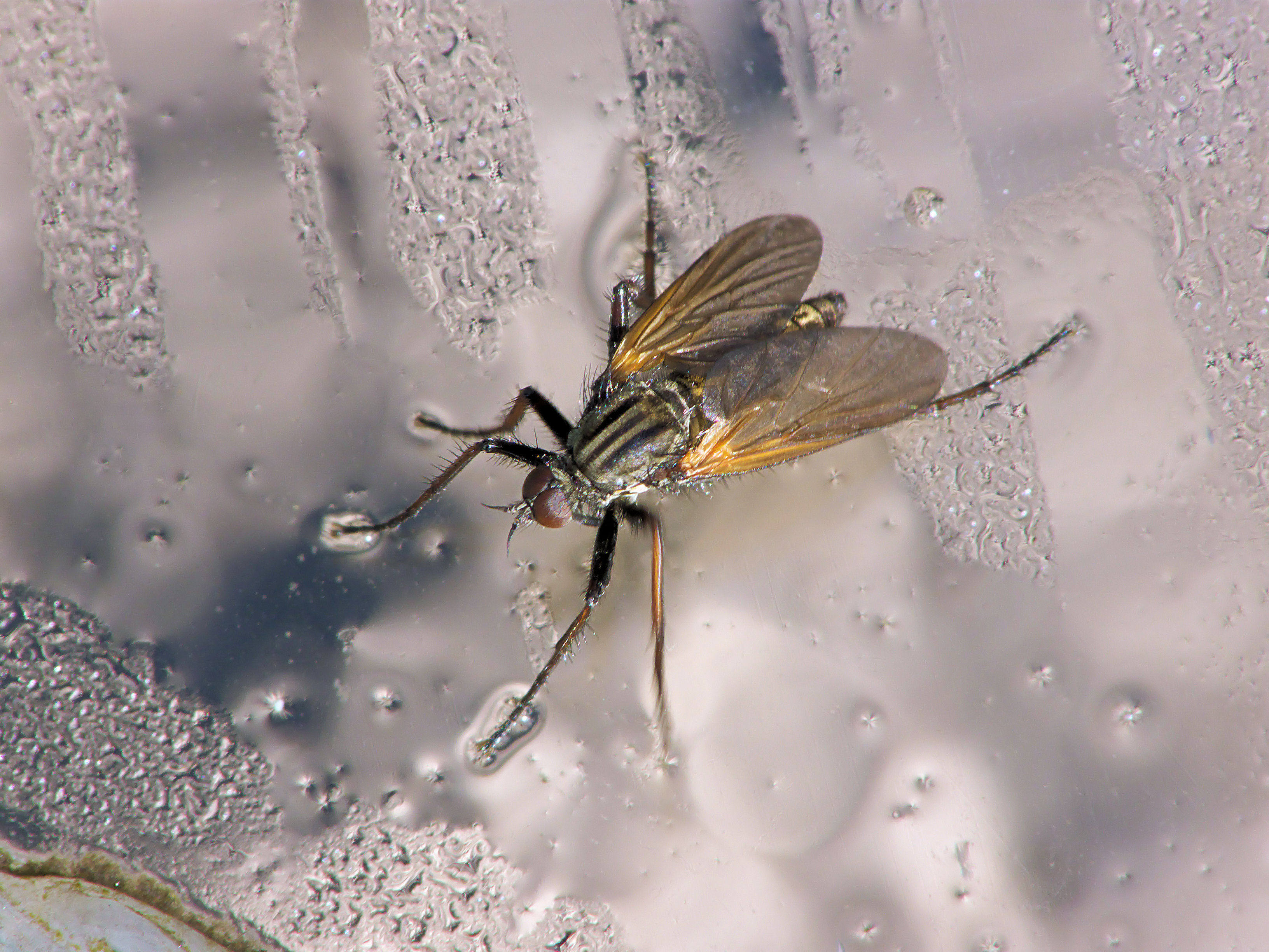 Empis tessellata, Grote Dansvlieg (1)