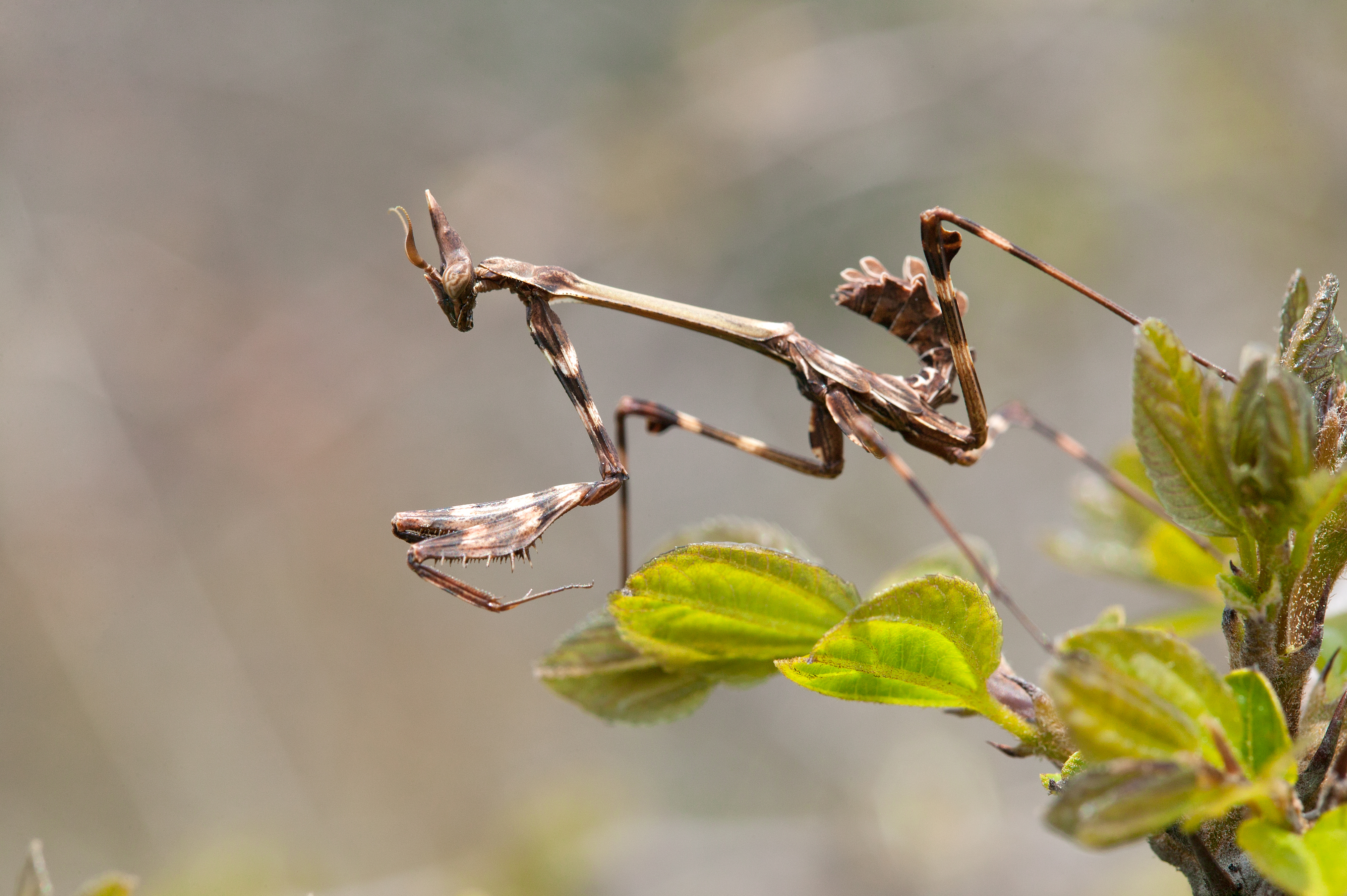Empusa fasciata