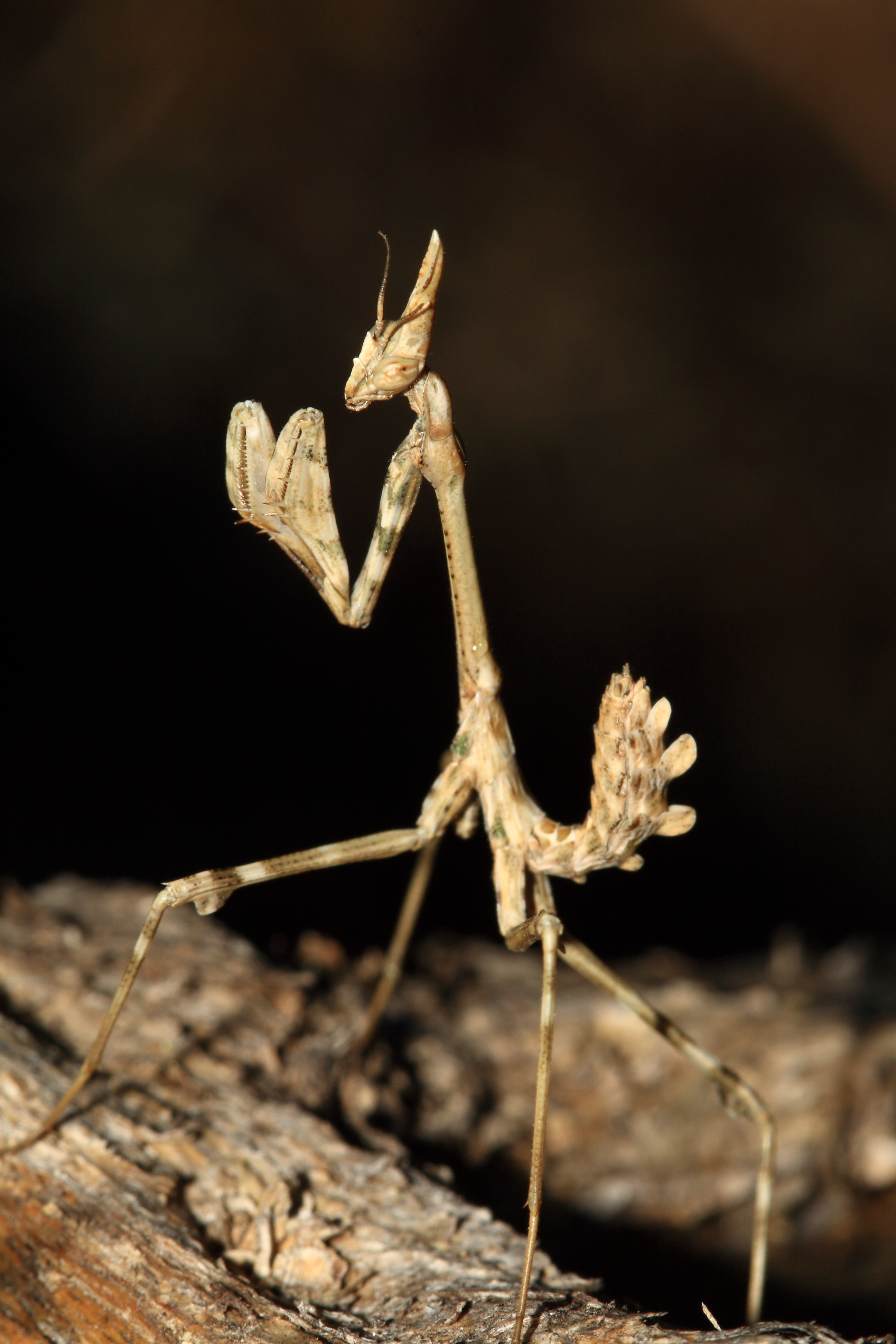Empusa pennata 20071021