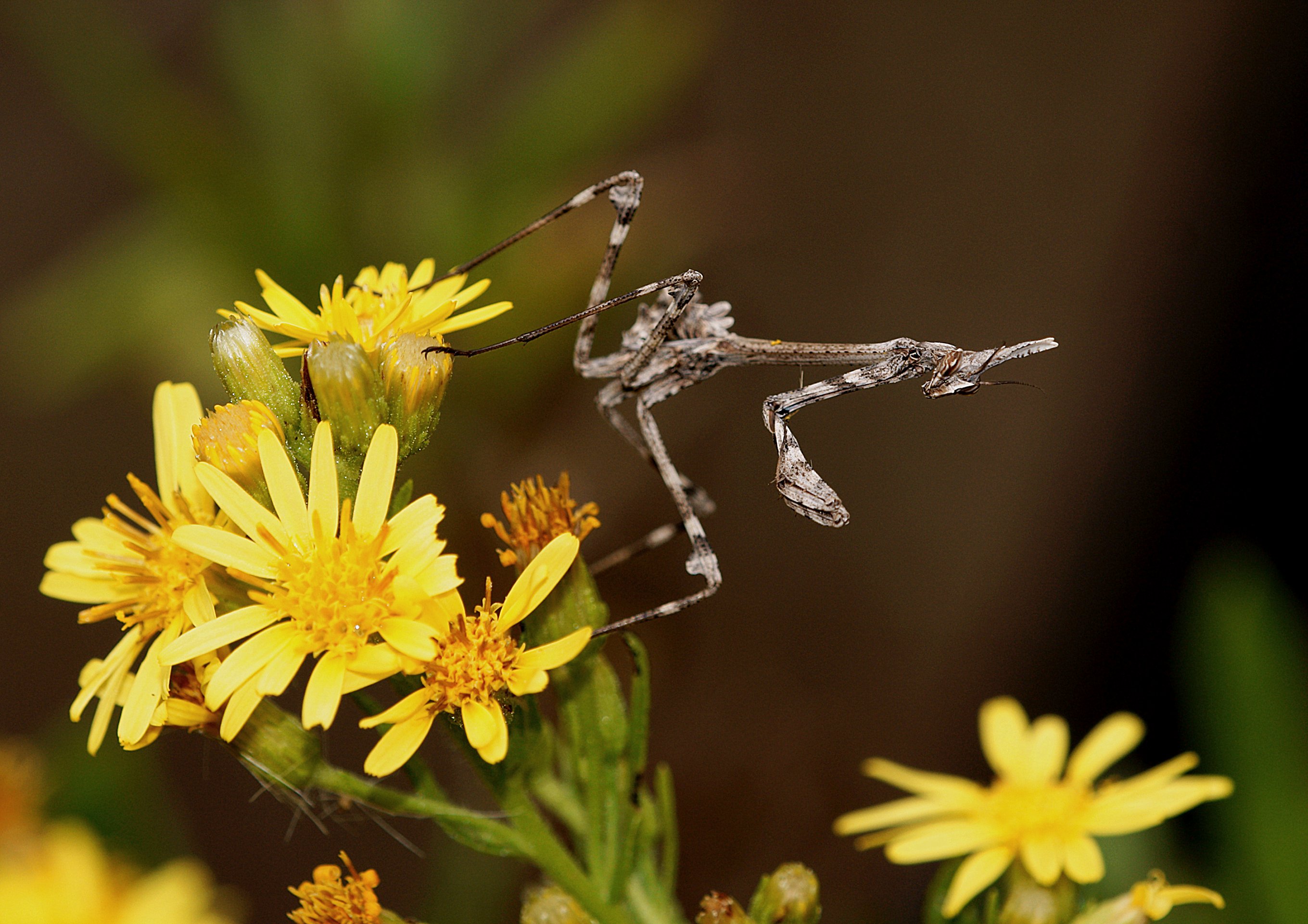 Empusa pennata ninfa 04 (5119512971)