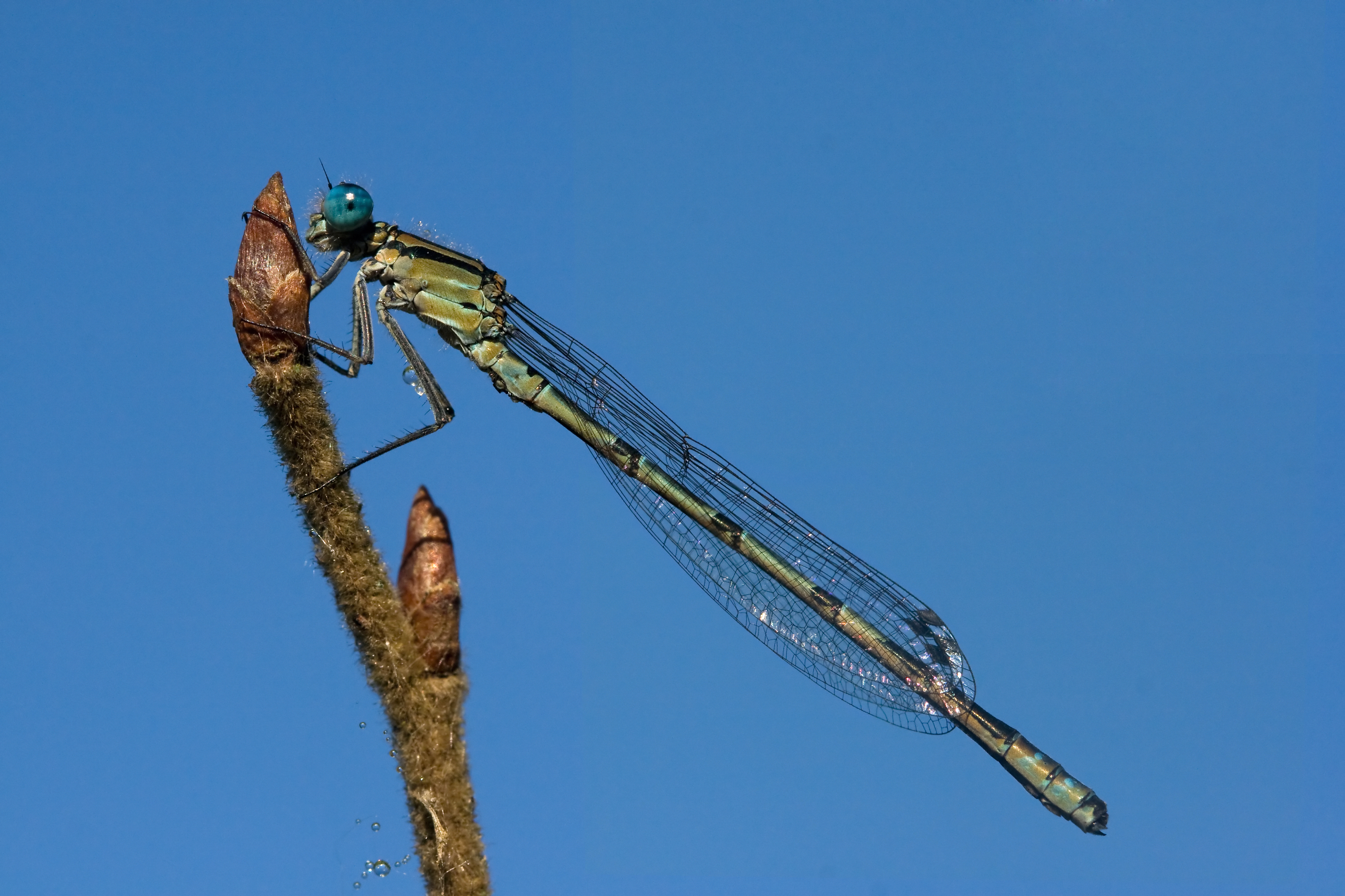 Enallagma cyathigerum 13(loz)