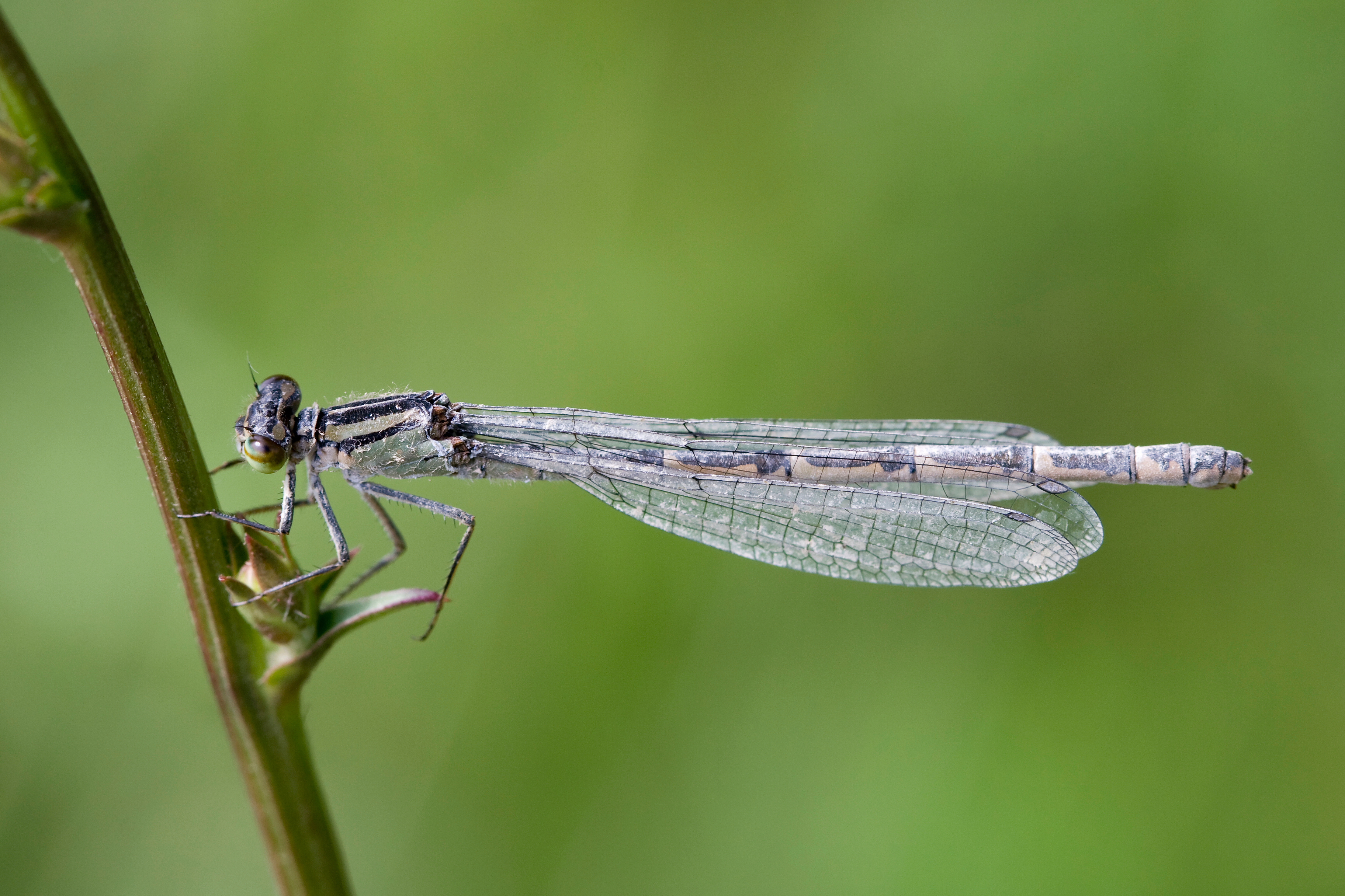 Enallagma cyathigerum 16(loz)