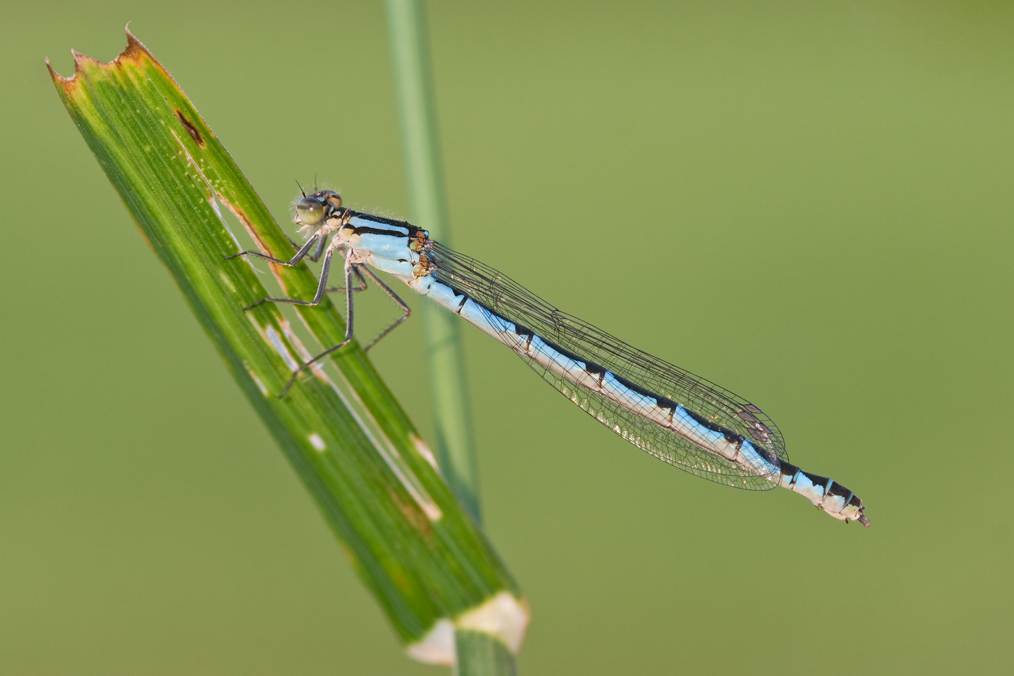 Enallagma cyathigerum 17(loz)