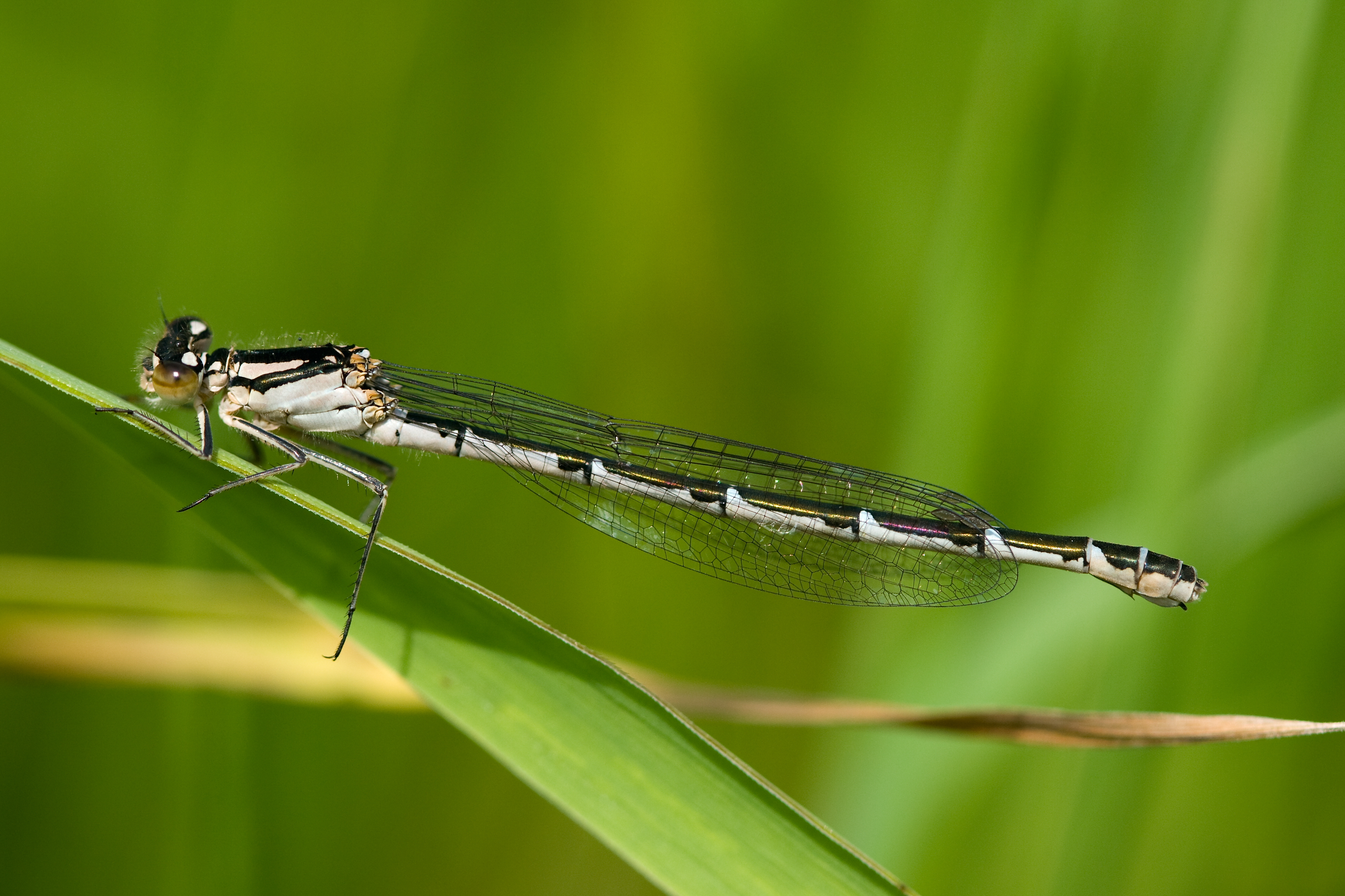 Enallagma cyathigerum 18(loz)
