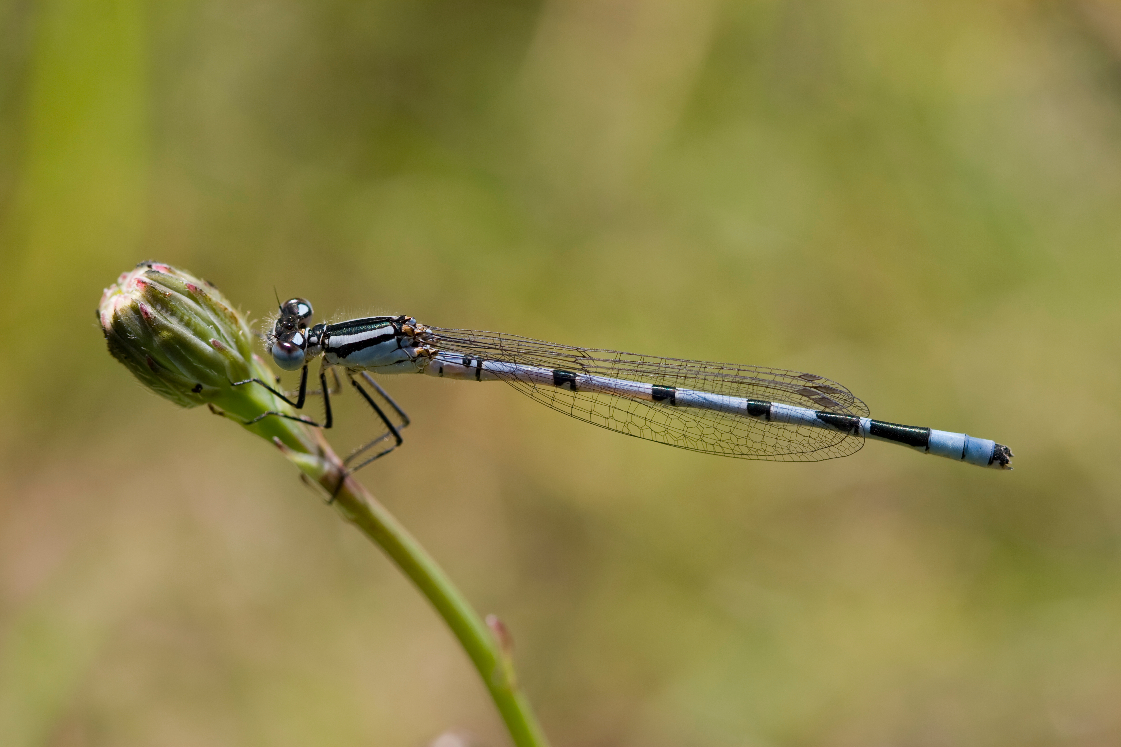 Enallagma cyathigerum 2(loz)