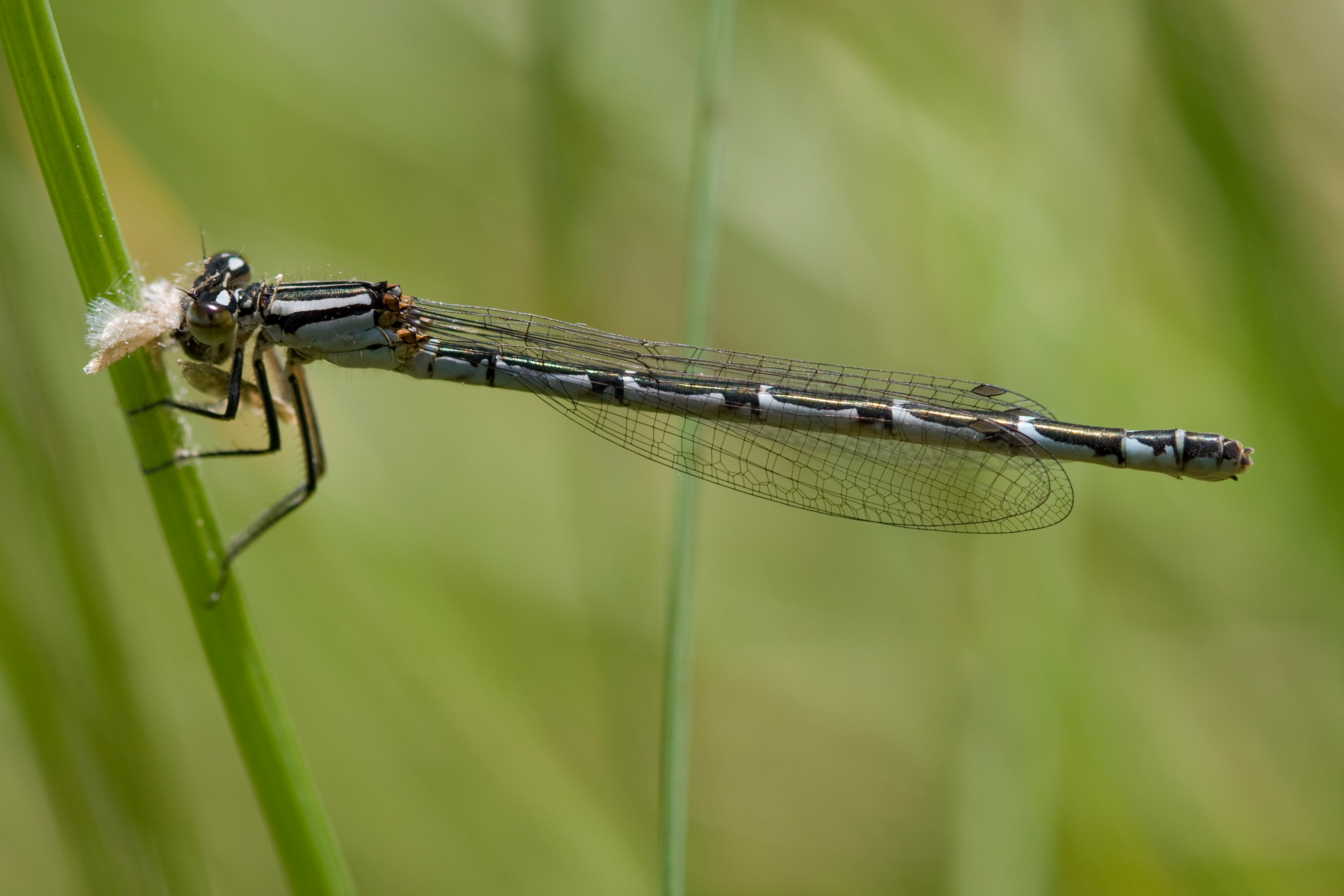 Enallagma cyathigerum 3(loz)