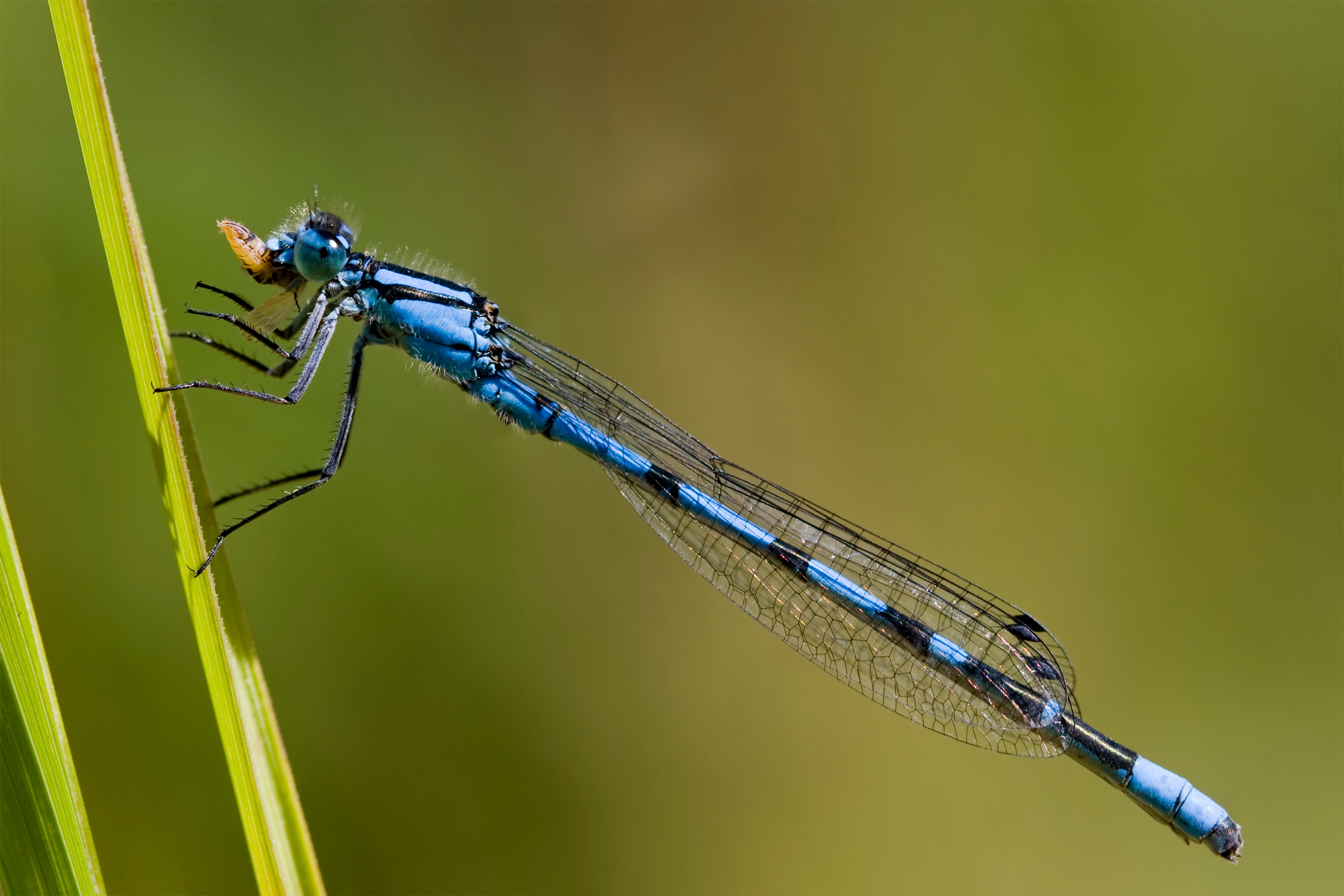 Enallagma cyathigerum 8(loz)