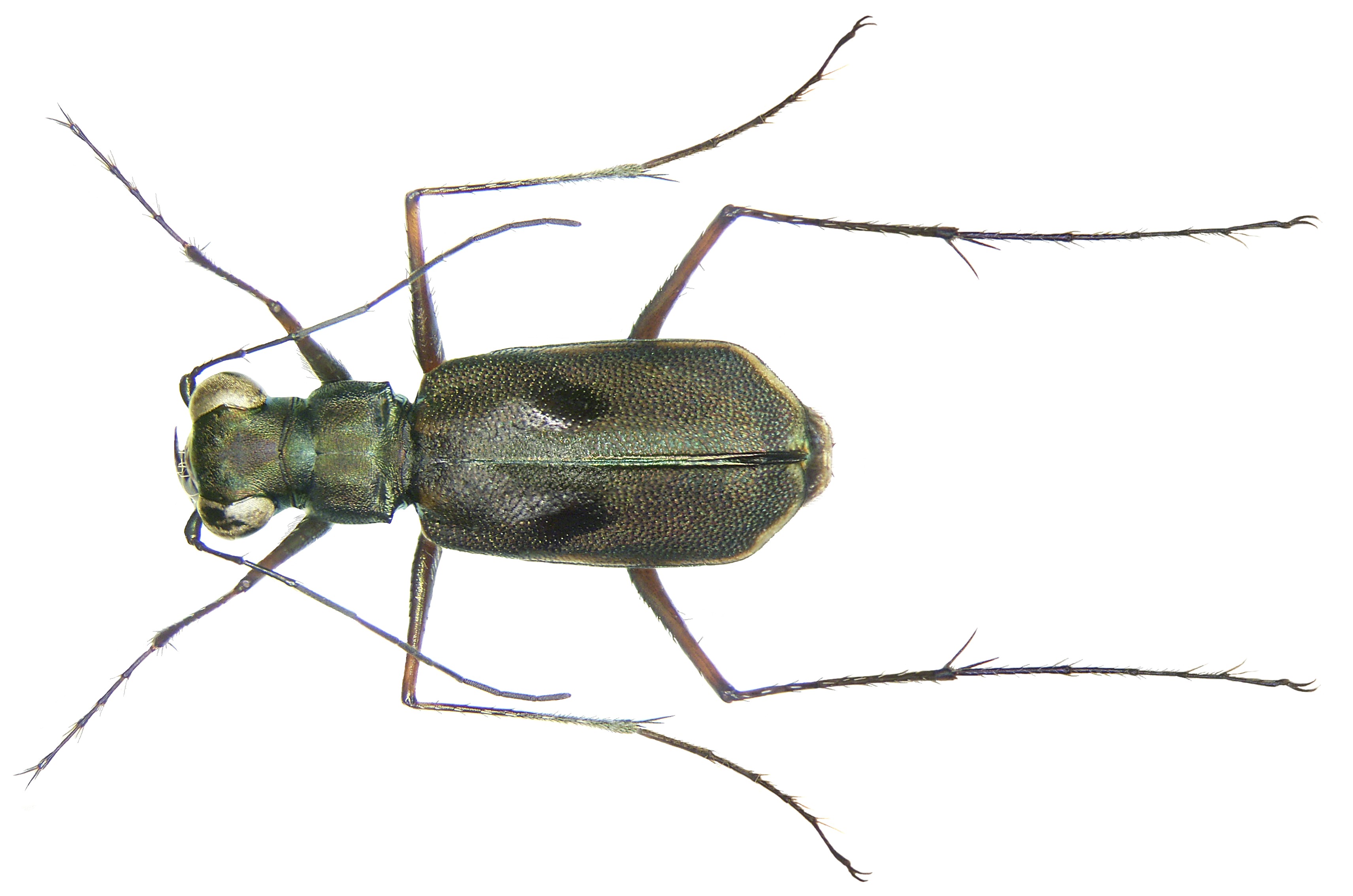 Enantolia denticollis (W.Horn, 1895) (3112528947)