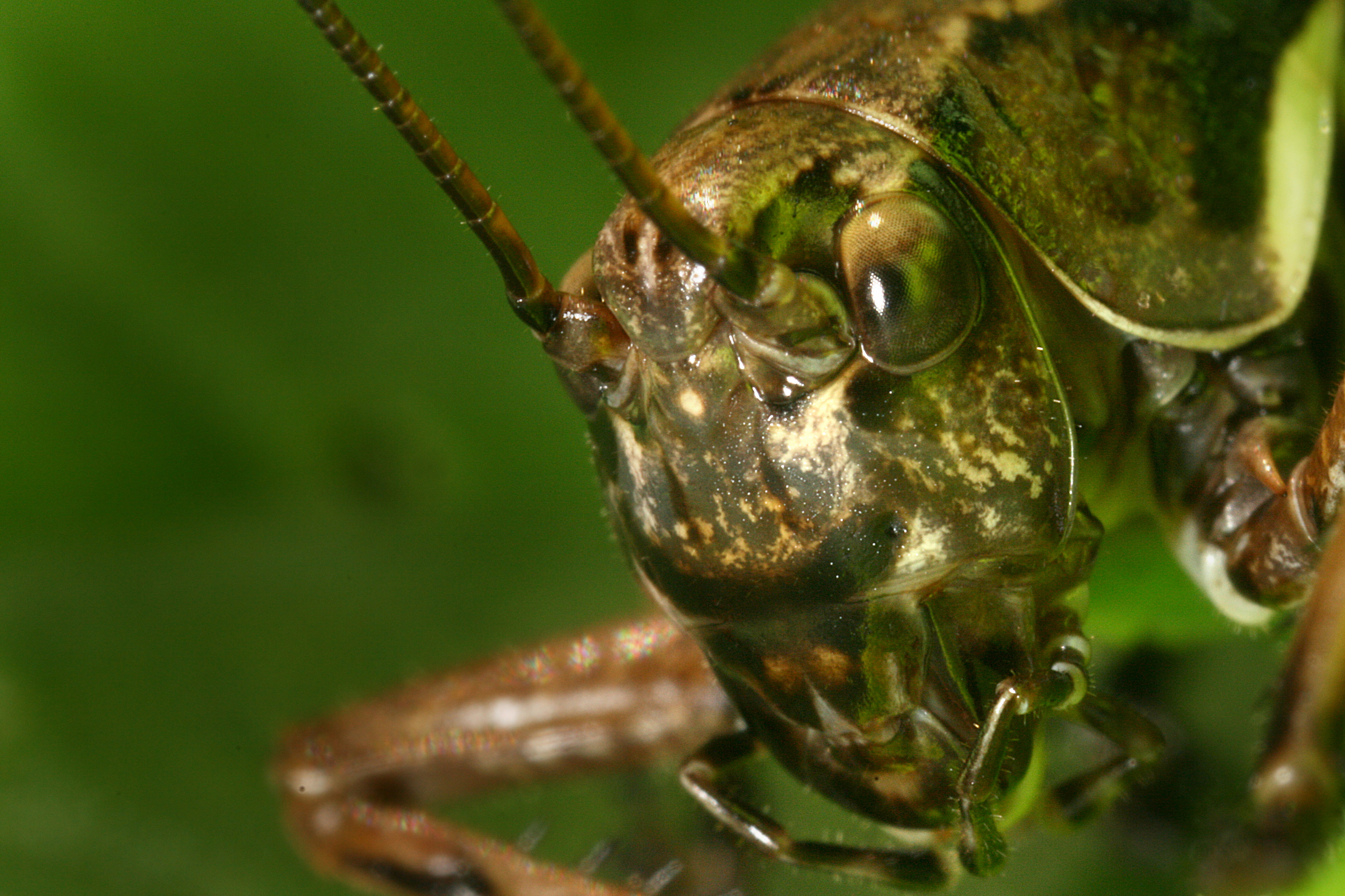 Ensifera head close