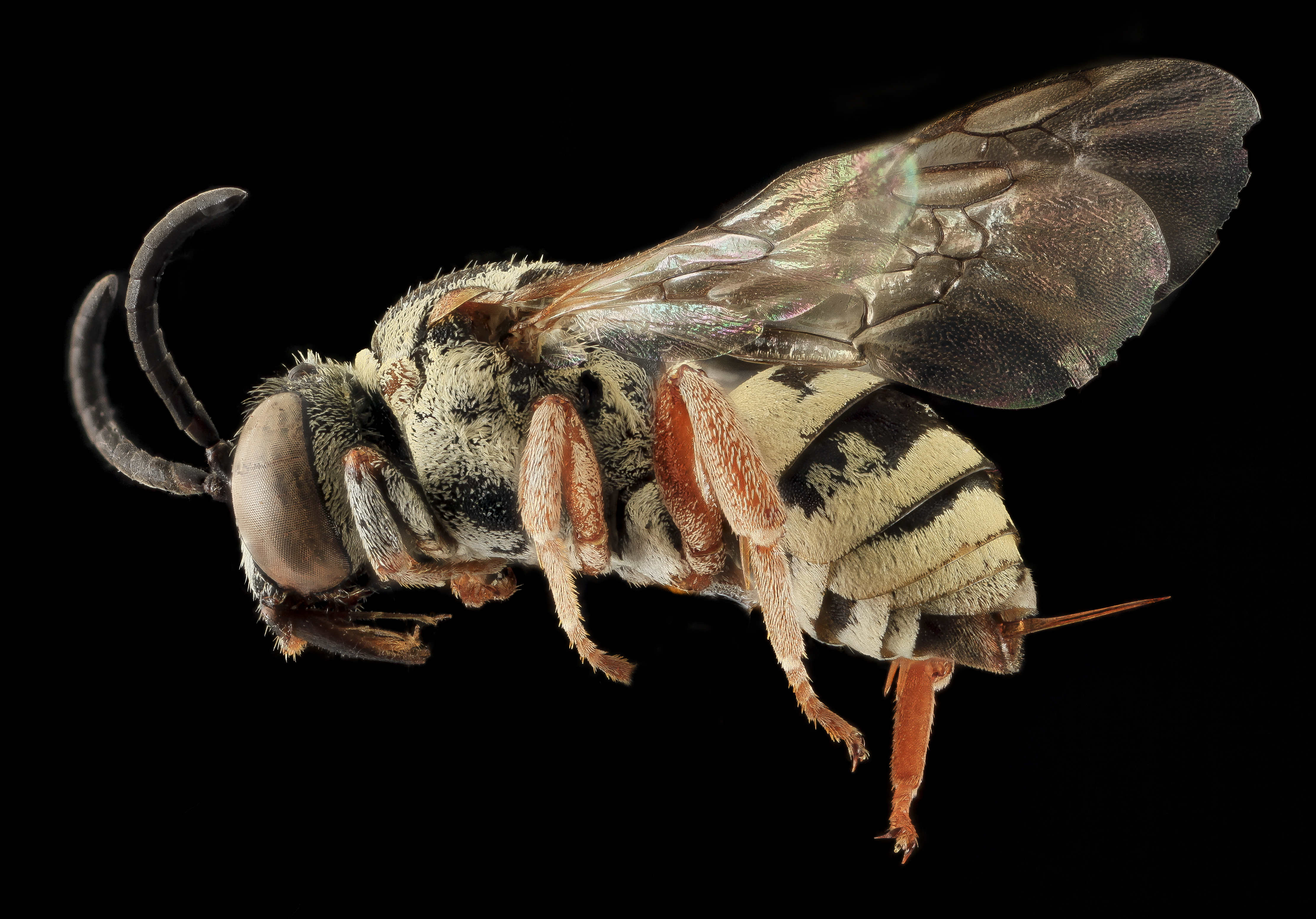 Epeolus minimus, F, LSide, Co., SD 2013-11-20-16.40.48 ZS PMax