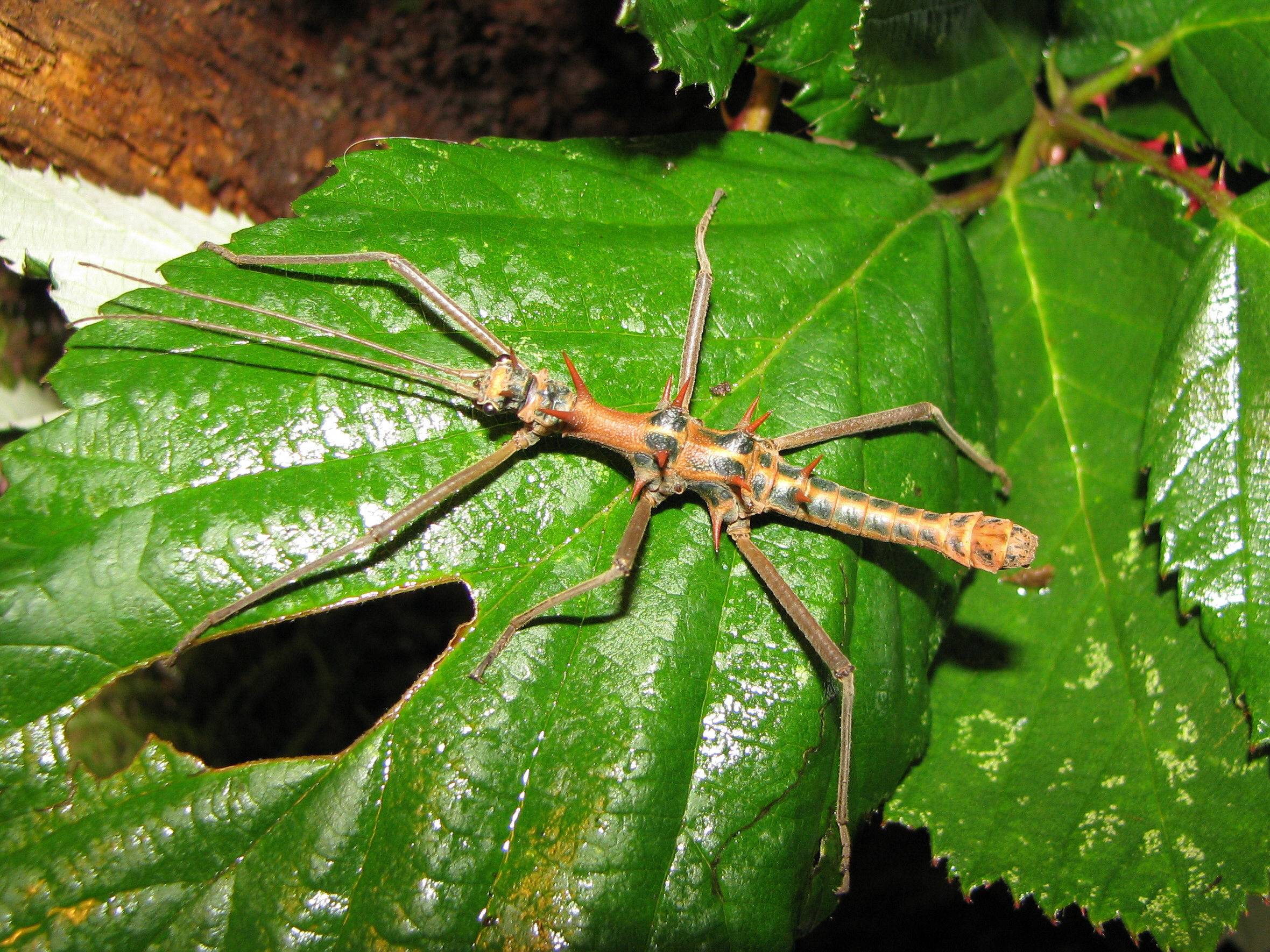 Epidares nolimetangere - male