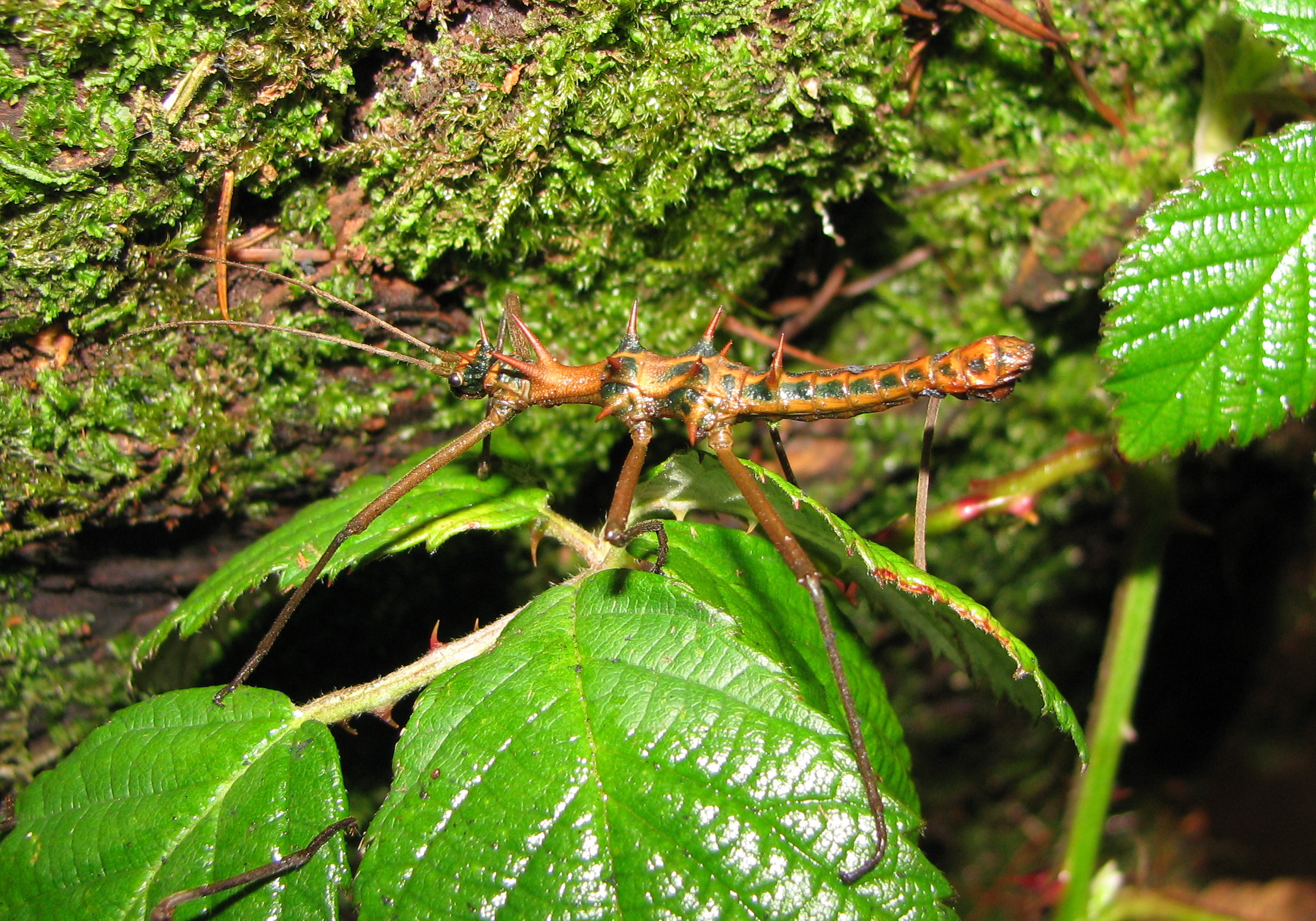 Epidares nolimetangere - male 3