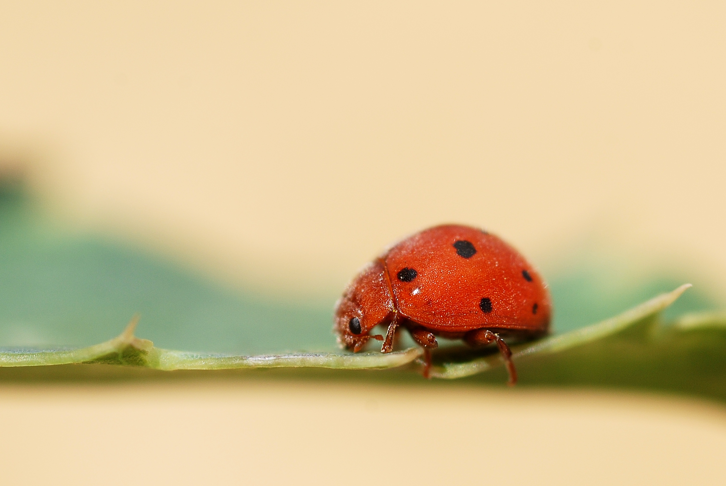 Epilachninae sp. (4798108623)