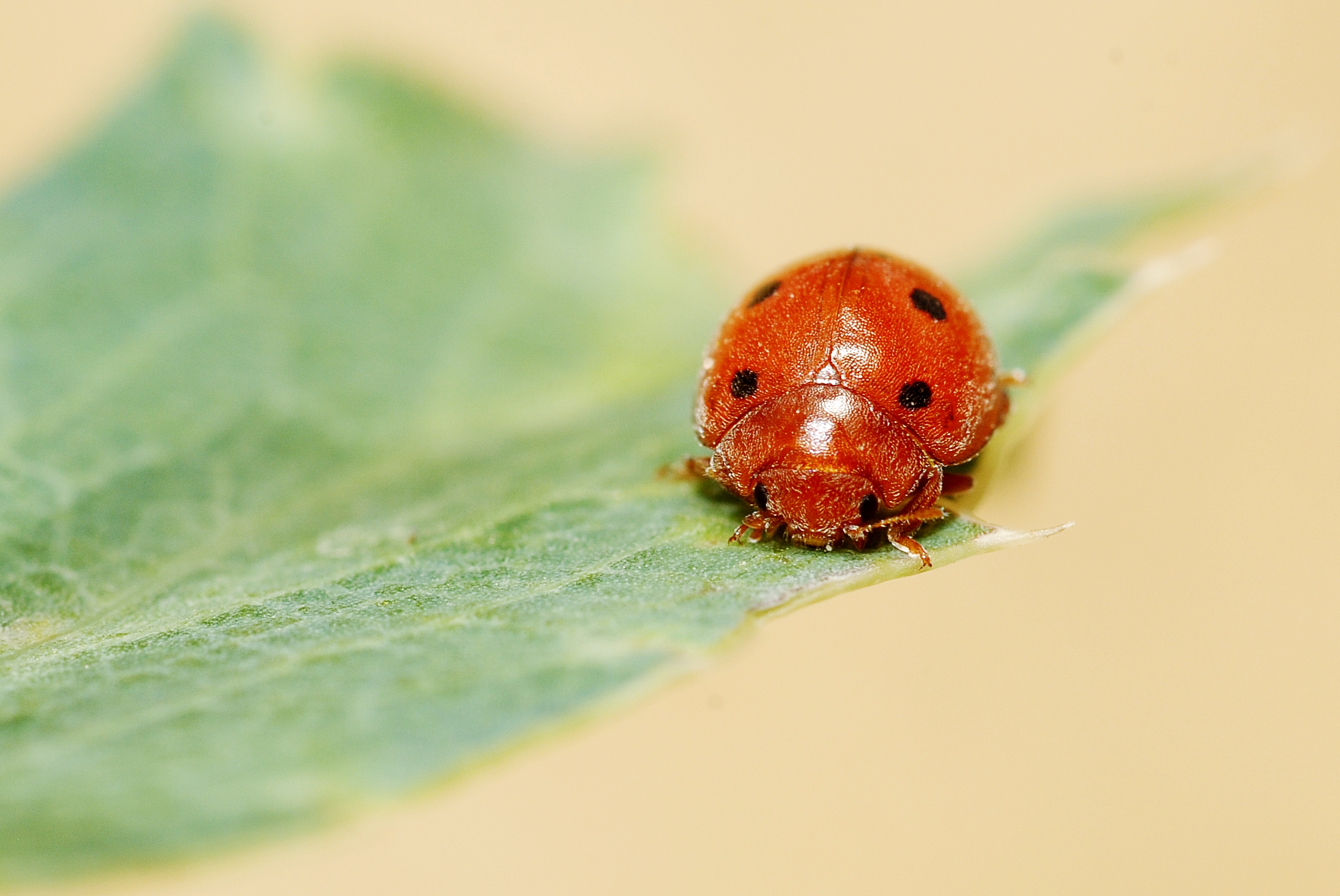 Epilachninae sp. (4798741408)