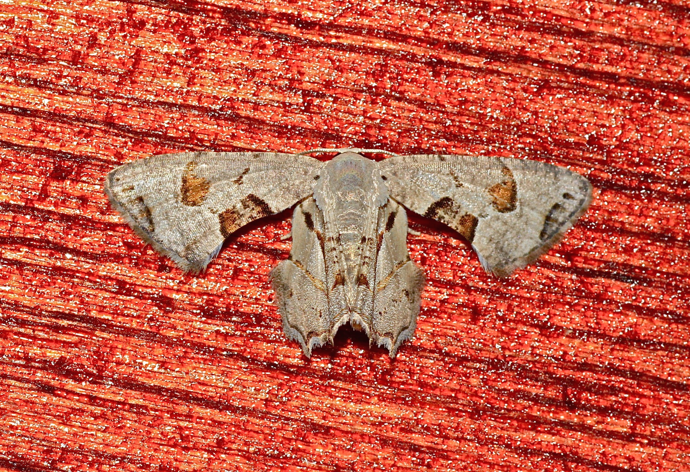 Epiplema saccata (Uraniidae- Epipleminae) (6564995259)
