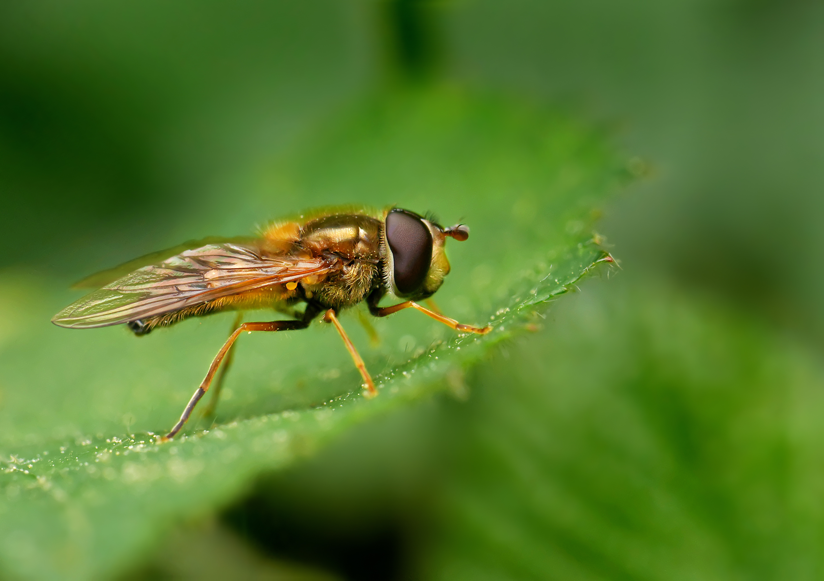 Epistrophe eligans, Parc de Woluwé, Brussels (31581985553)