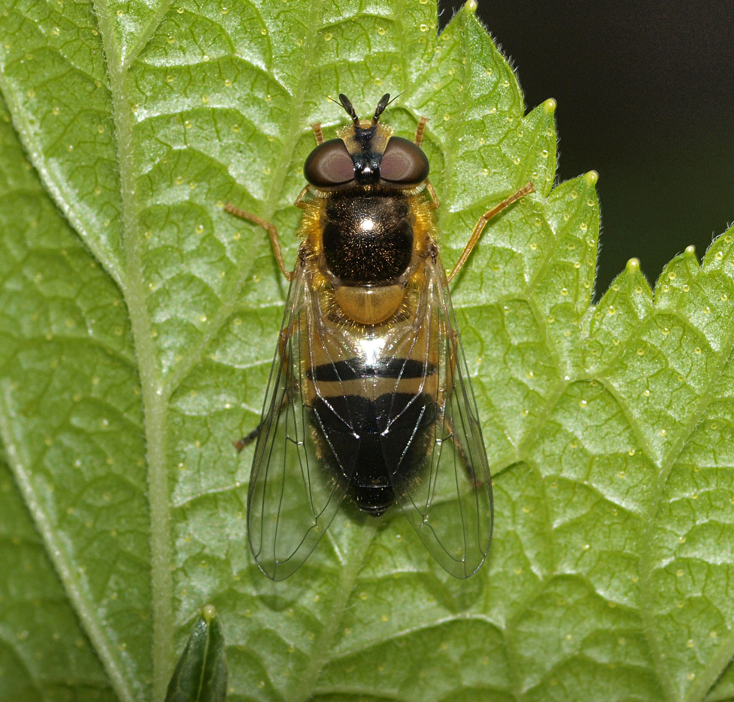 Epistrophe eligans female (15451898513)