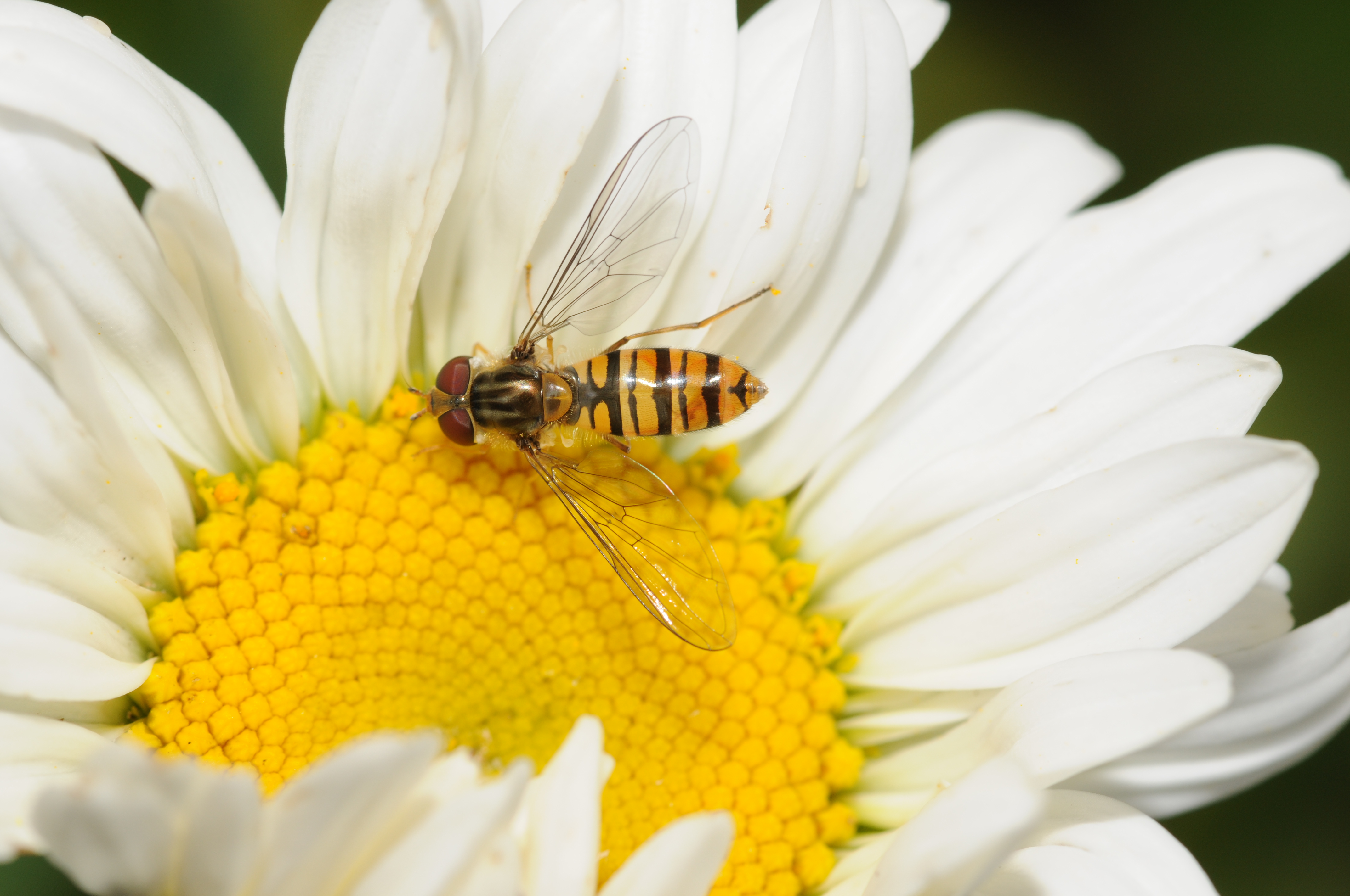 Episyrphus balteatus-2010-07-15 18-08-14