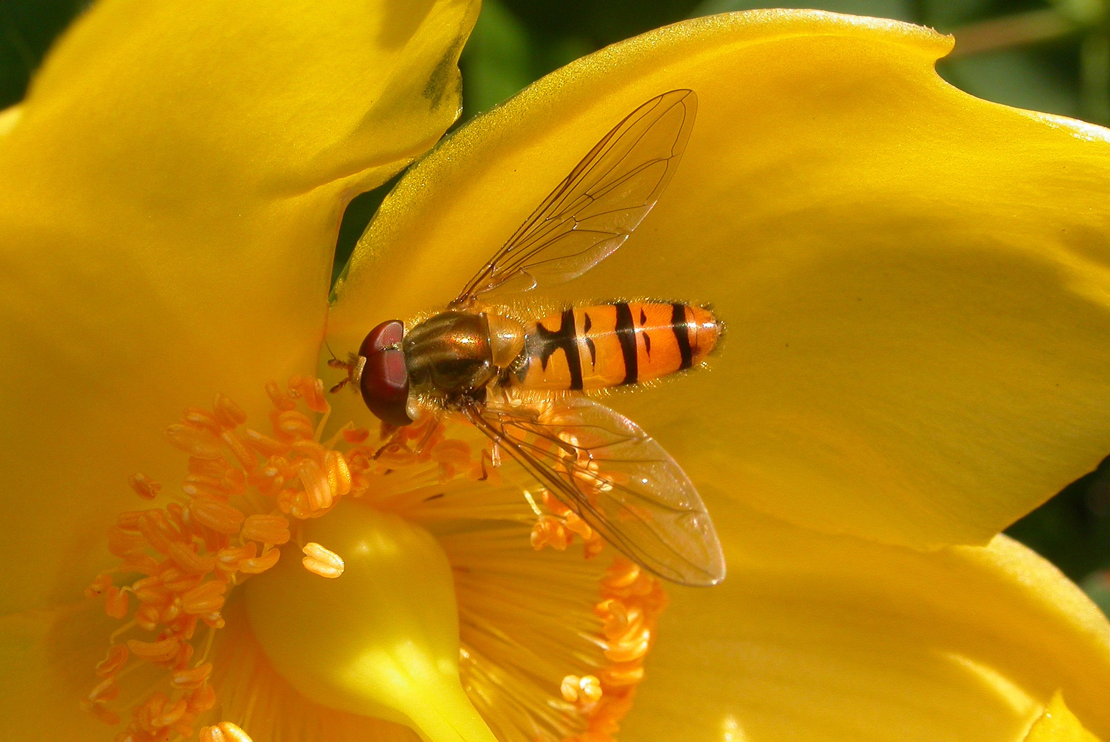 Episyrphus balteatus (2320283825)