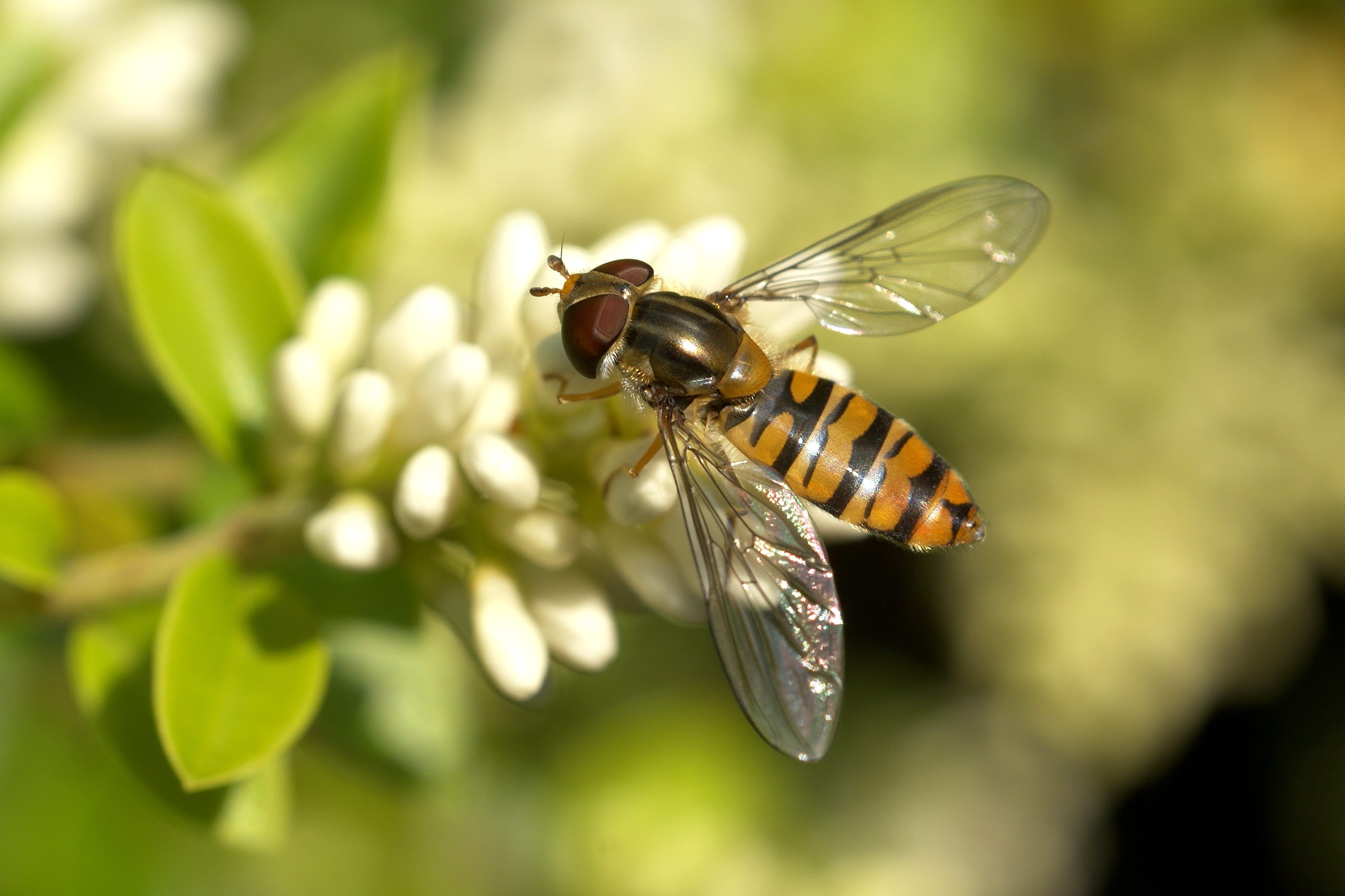 Episyrphus balteatus (De Haan)