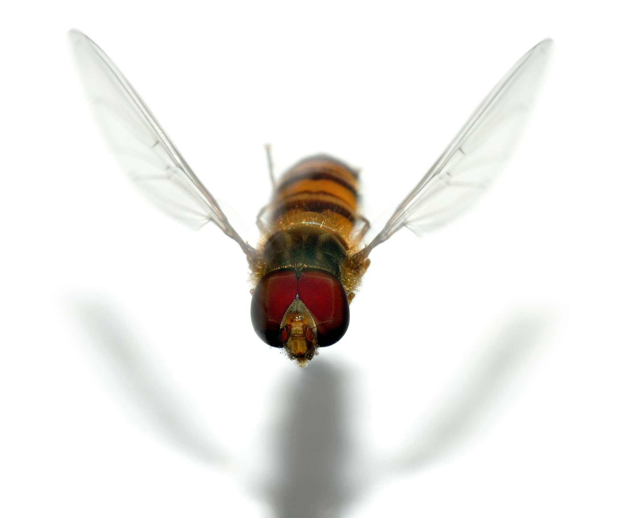 Episyrphus balteatus male - flying (aka)