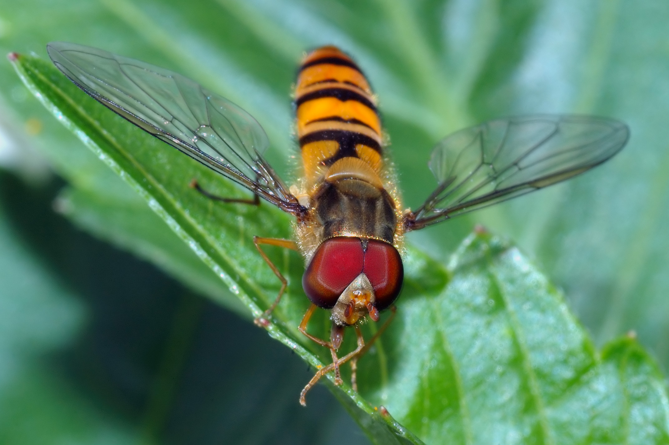 Episyrphus balteatus male - front (aka)