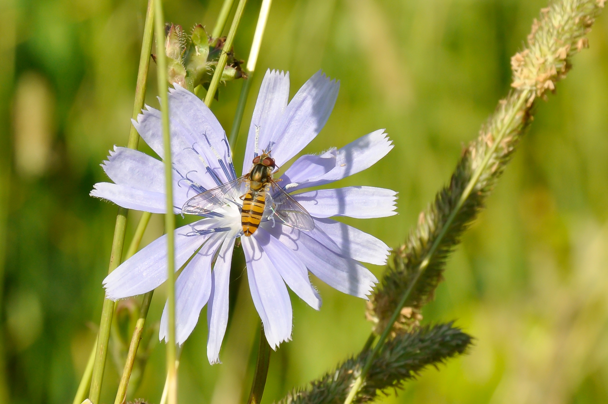 Episyrphus balteatus on Cichorium intybus crop