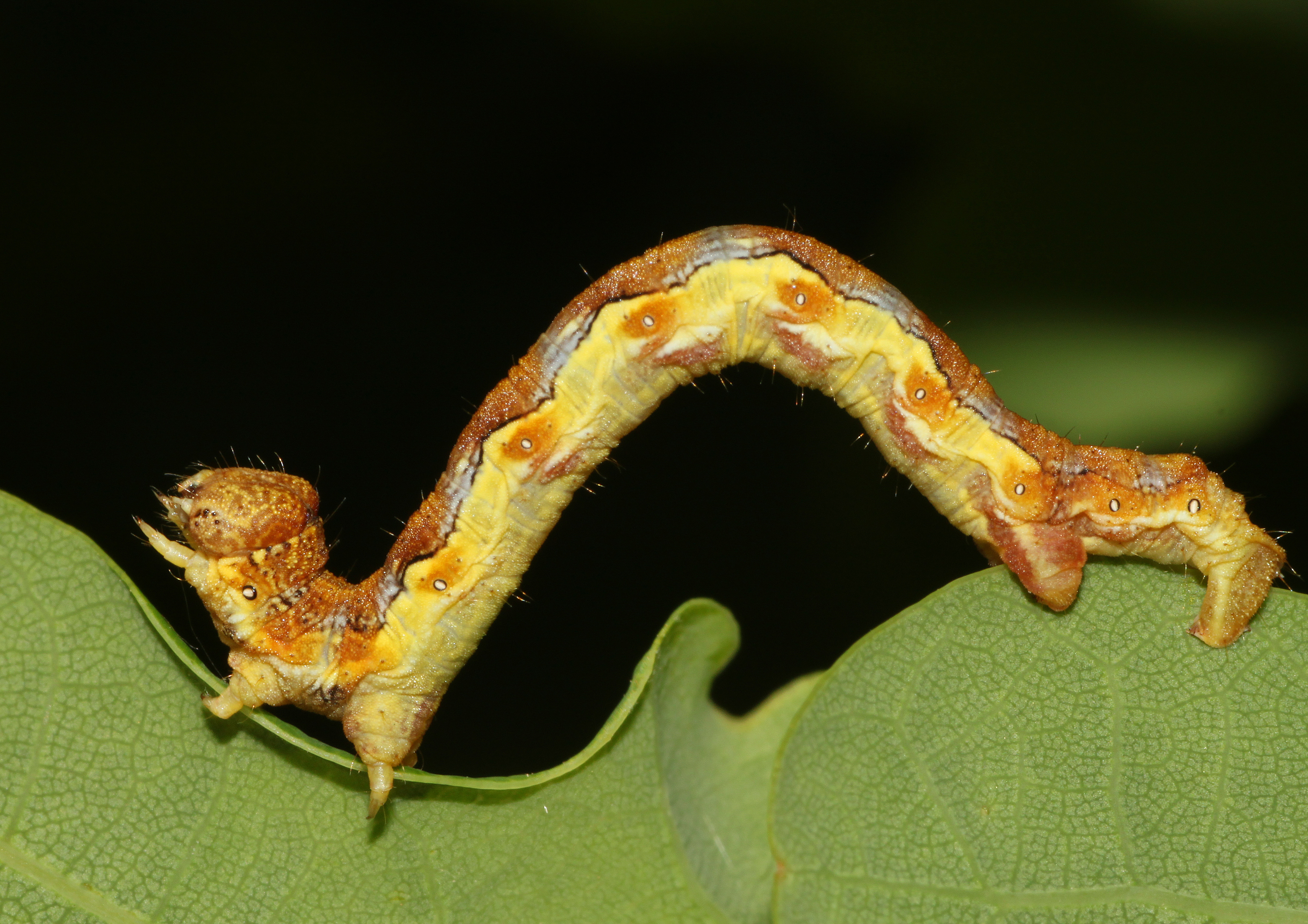Erannis-defoliaria-Raupe-Frostspanner