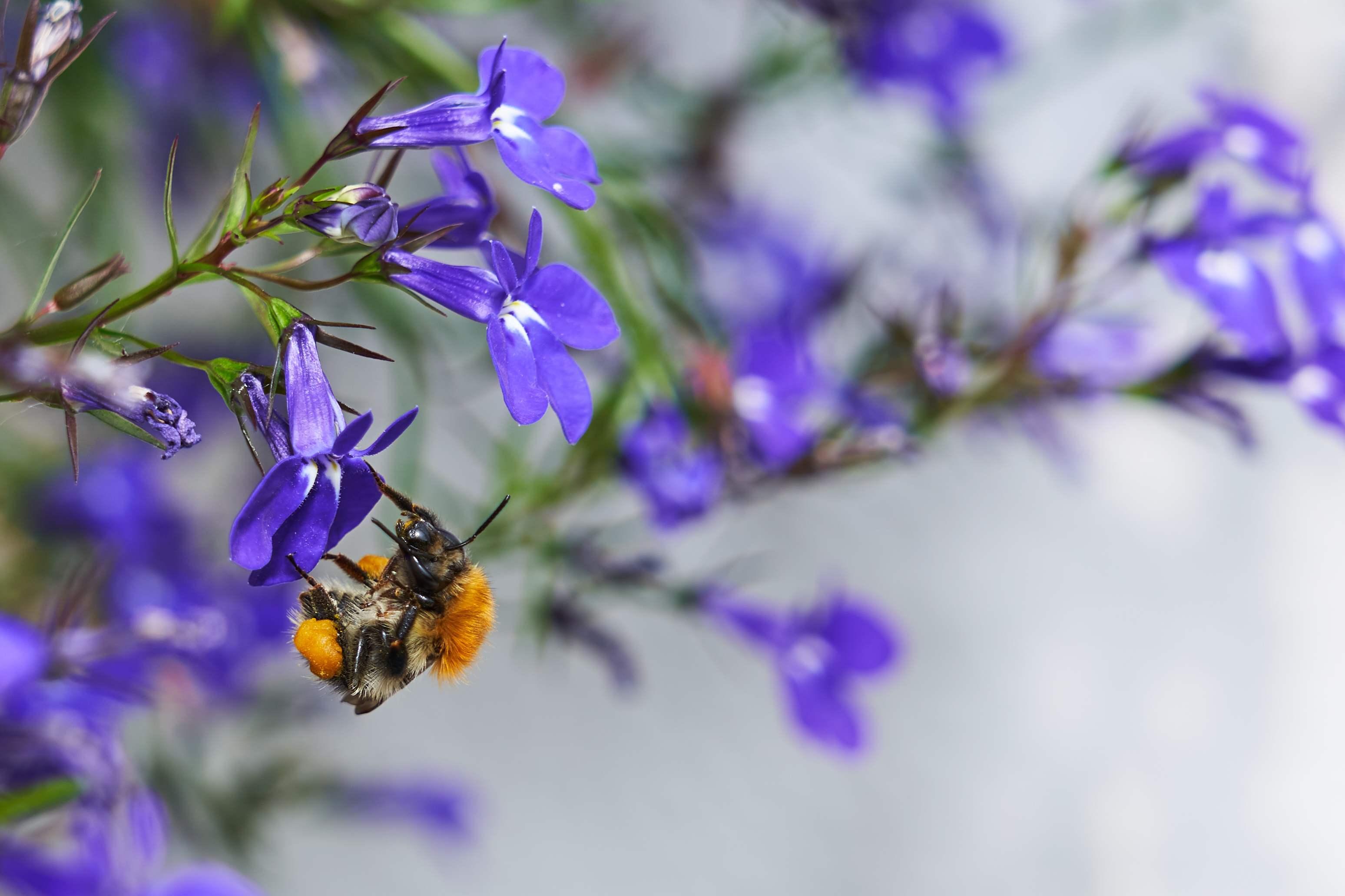Erdhummel an Balkonpflanze (40971318640)