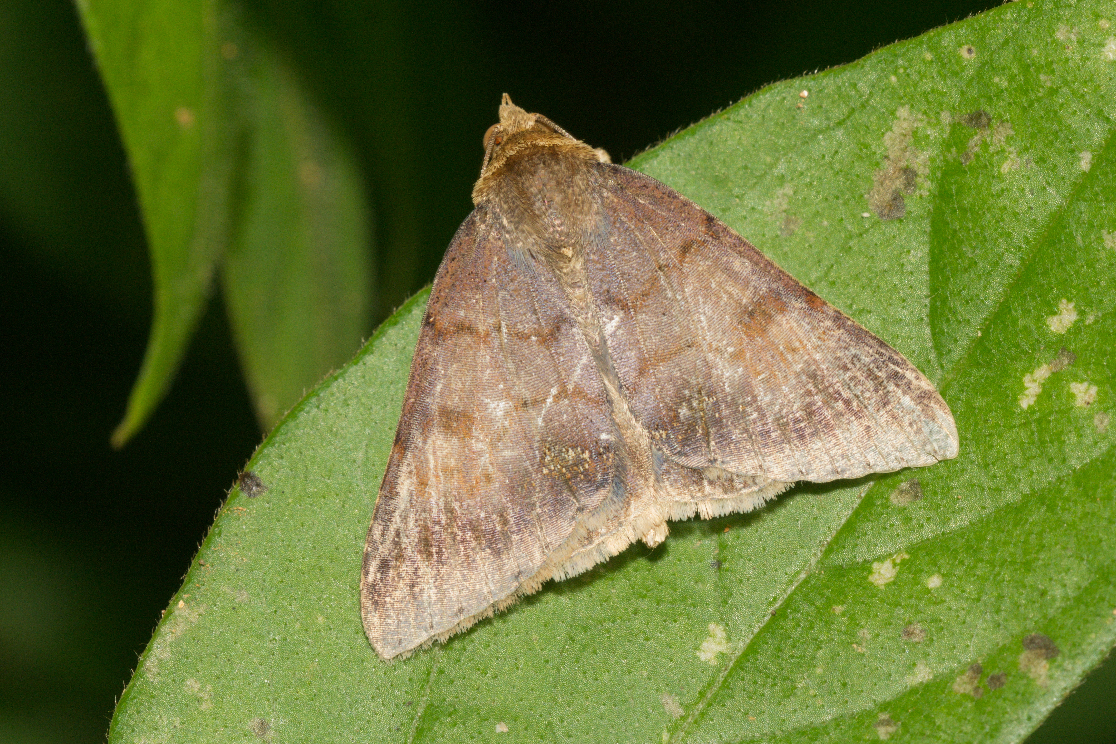 Erebidae-Kadavoor-2016-06-23-001