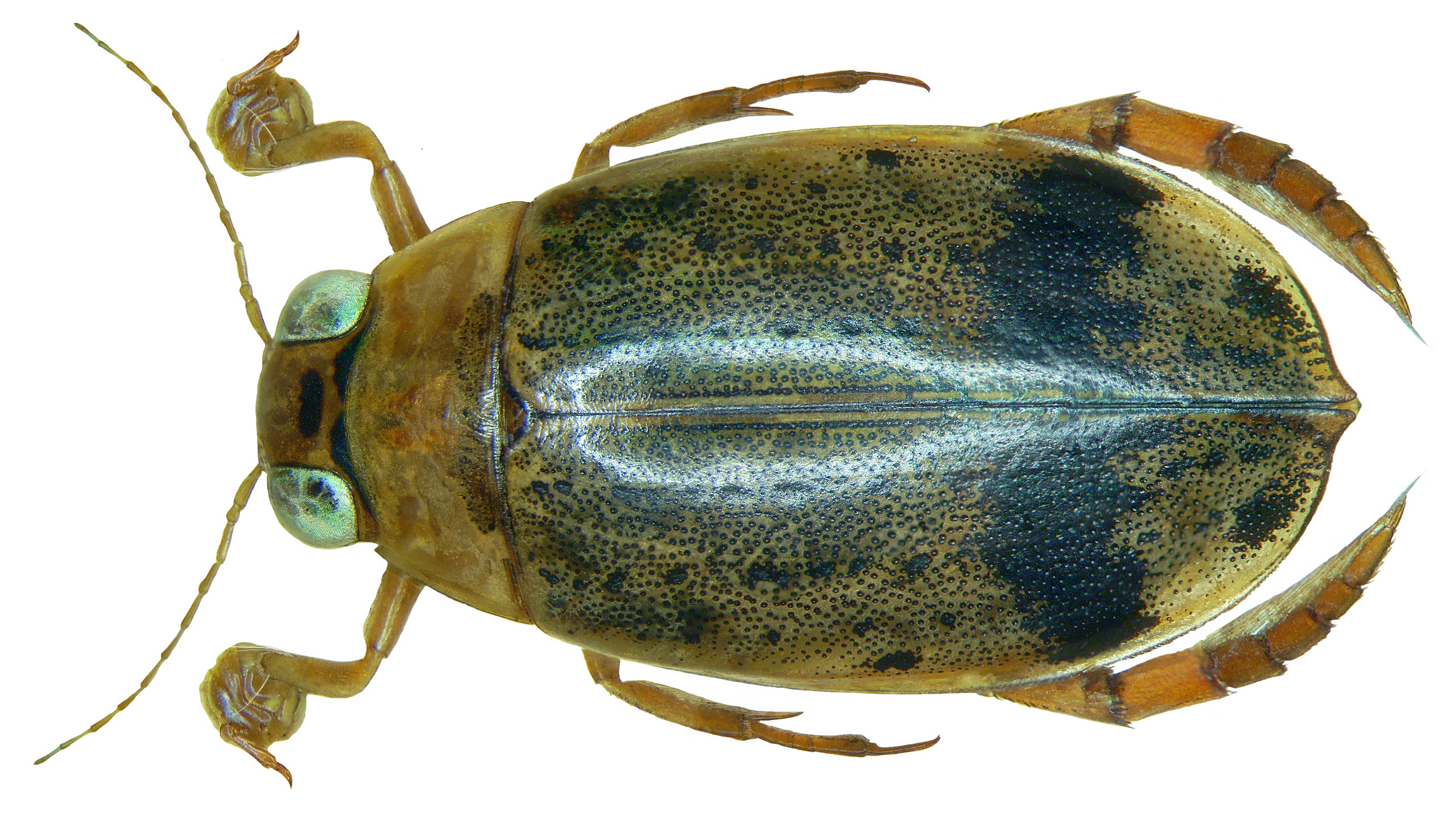 Eretes sticticus (Linné, 1767)