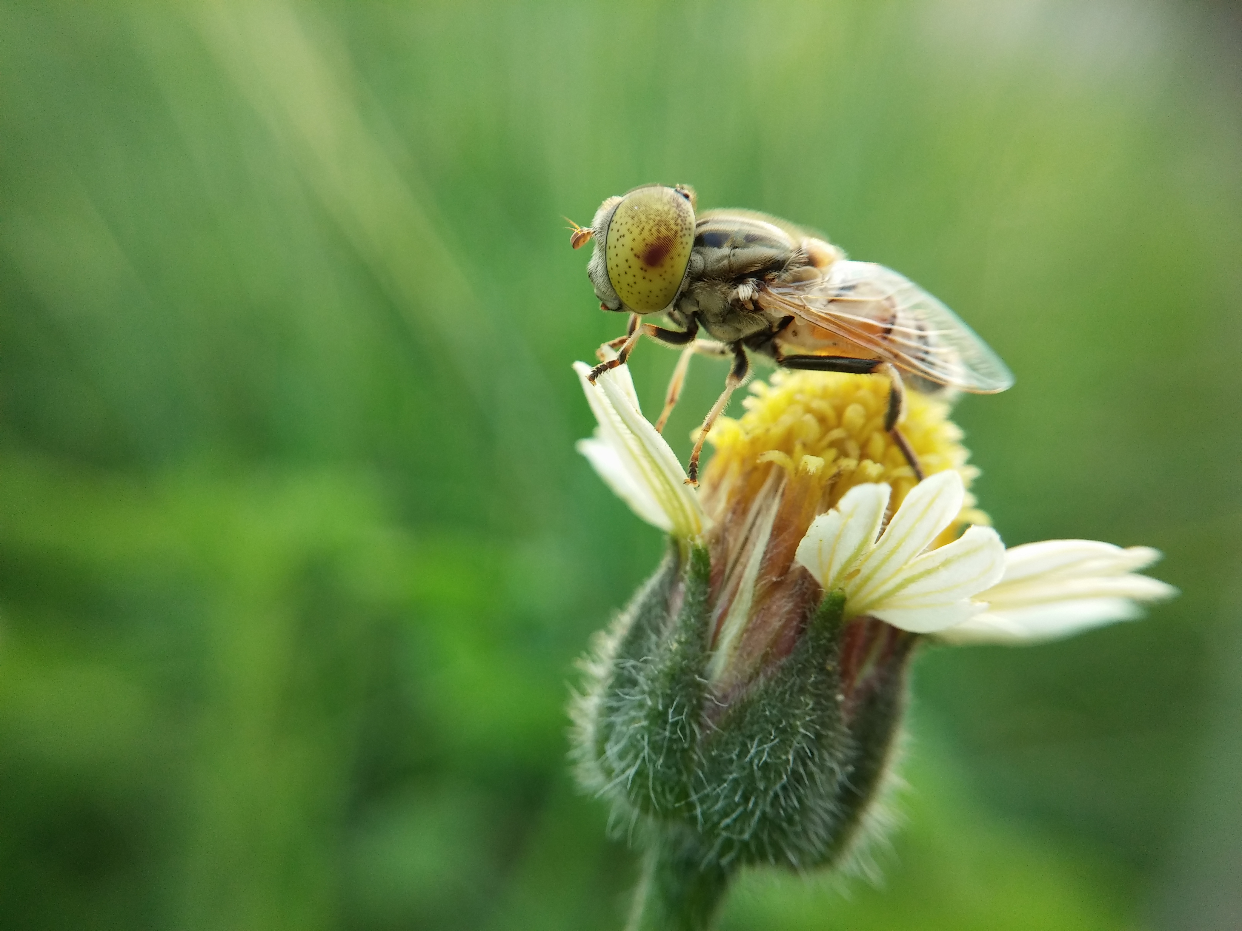 Eristalinus arvorum - Bangkok 2015