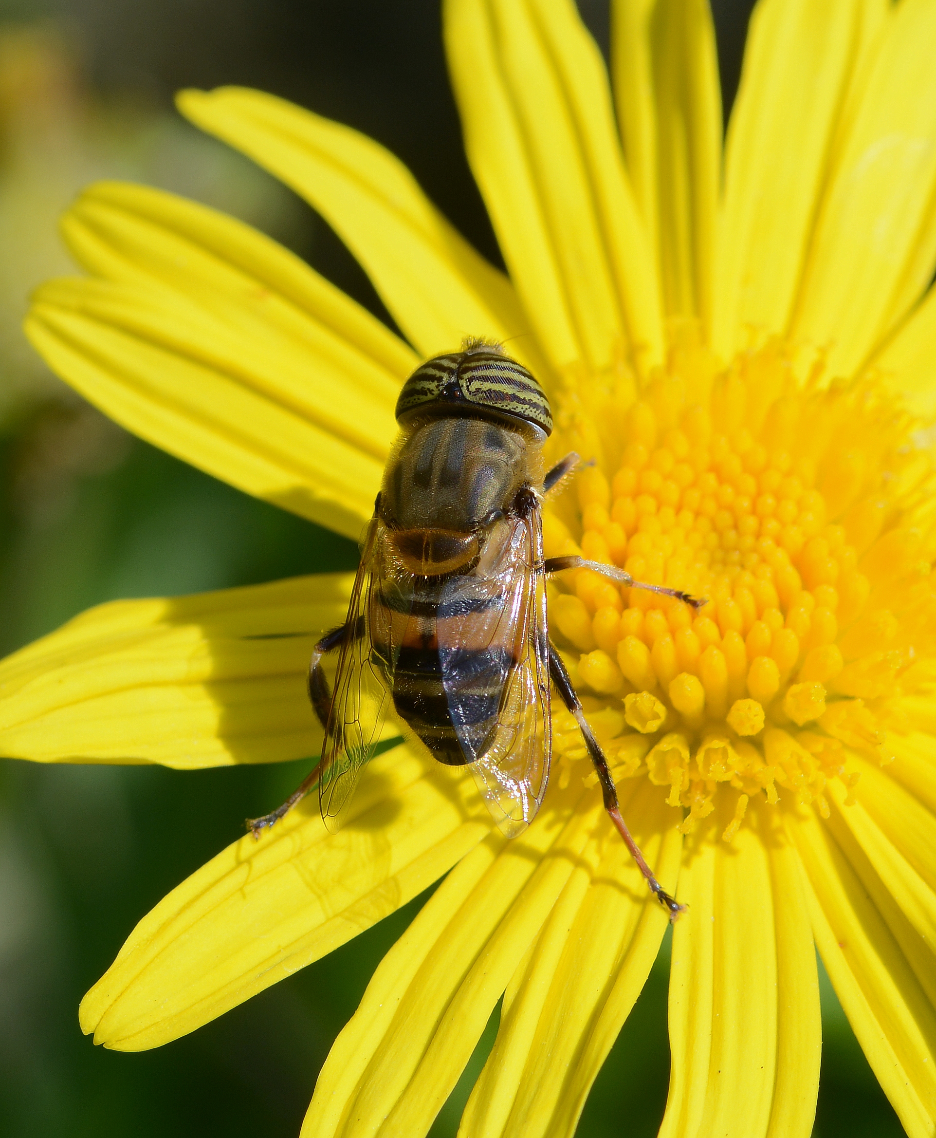 Eristalinus June 2014-1