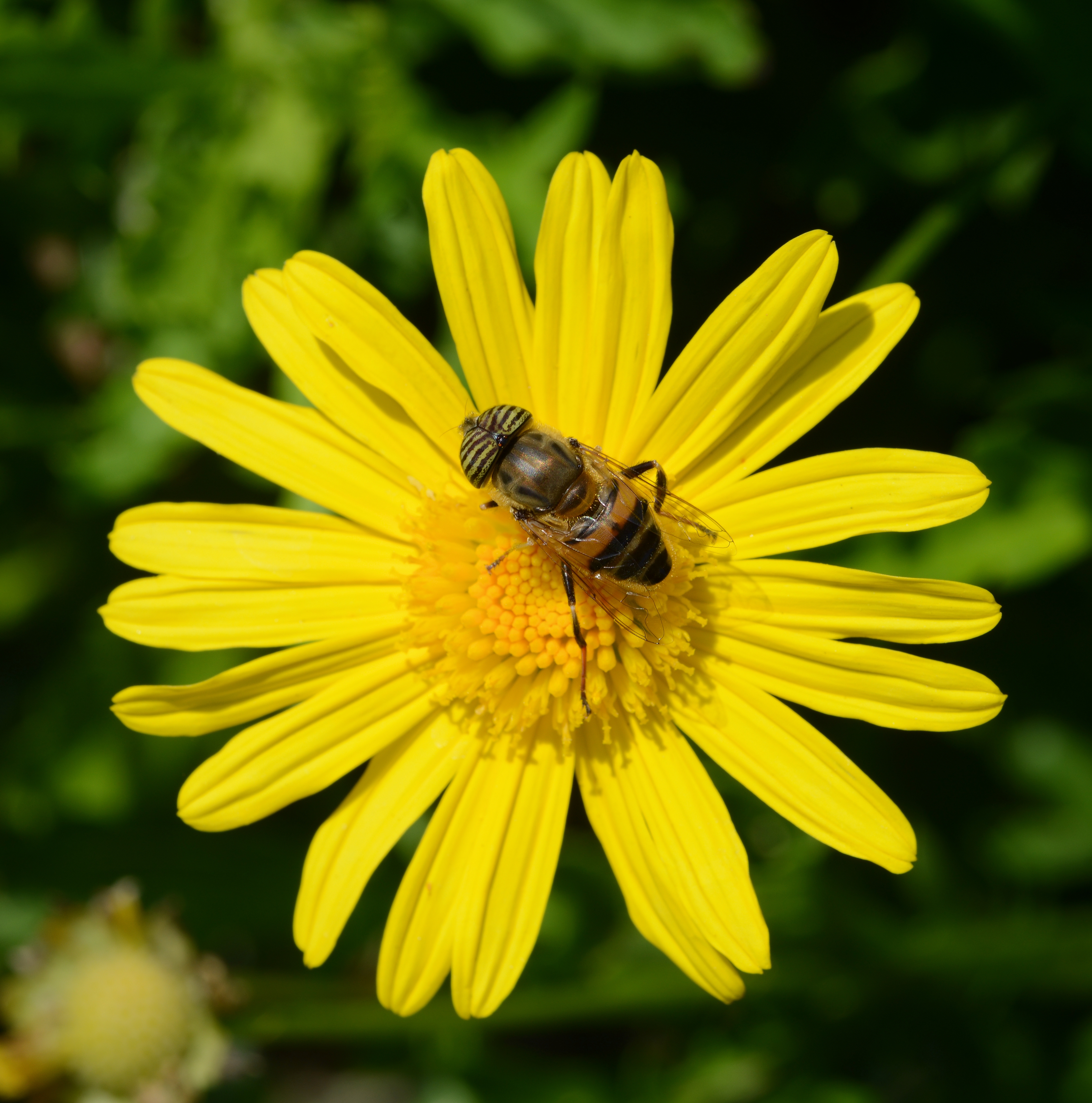 Eristalinus June 2014-2a