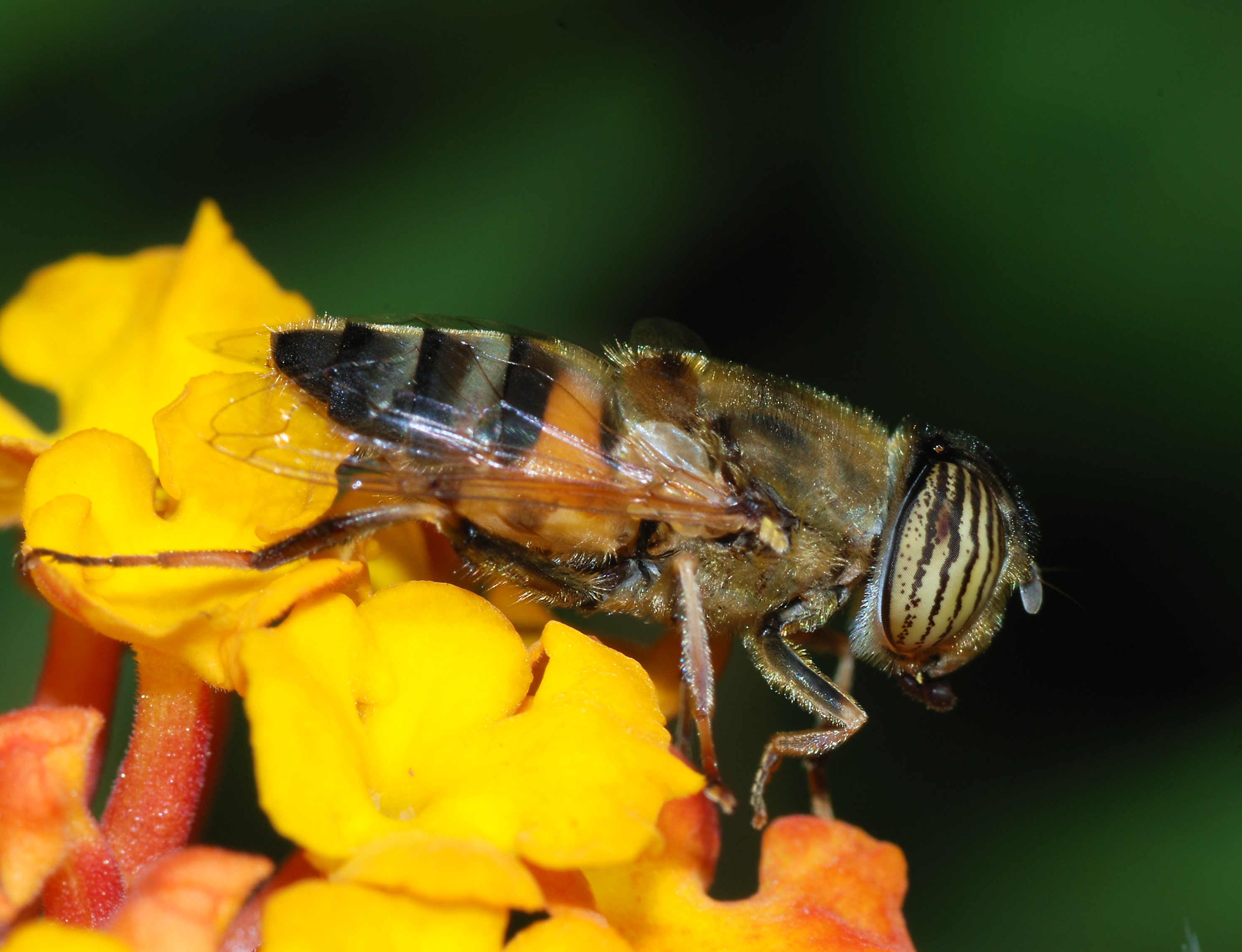 Eristalinus November 2007-1