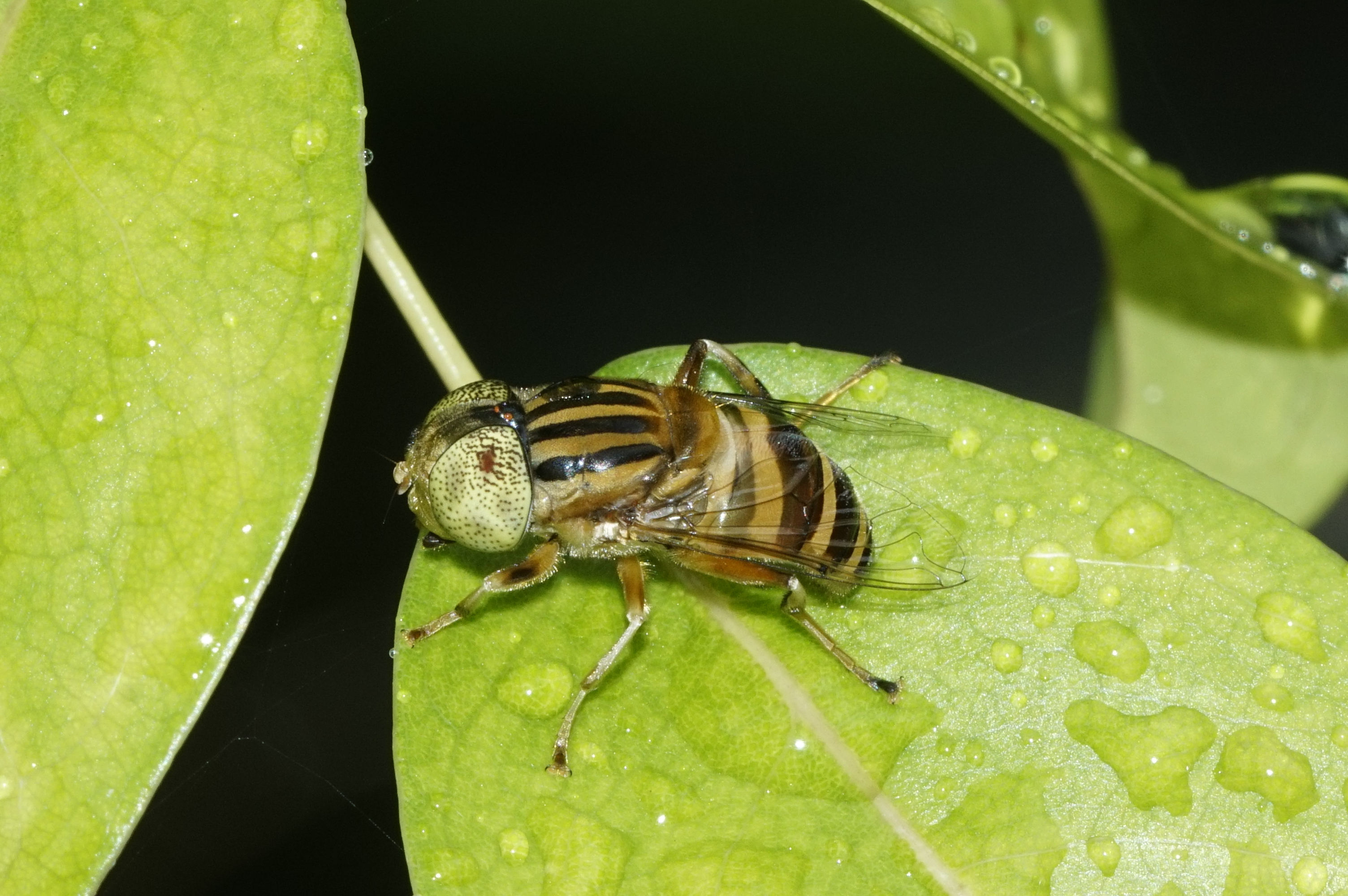 Eristalinus quinquelineatus 796